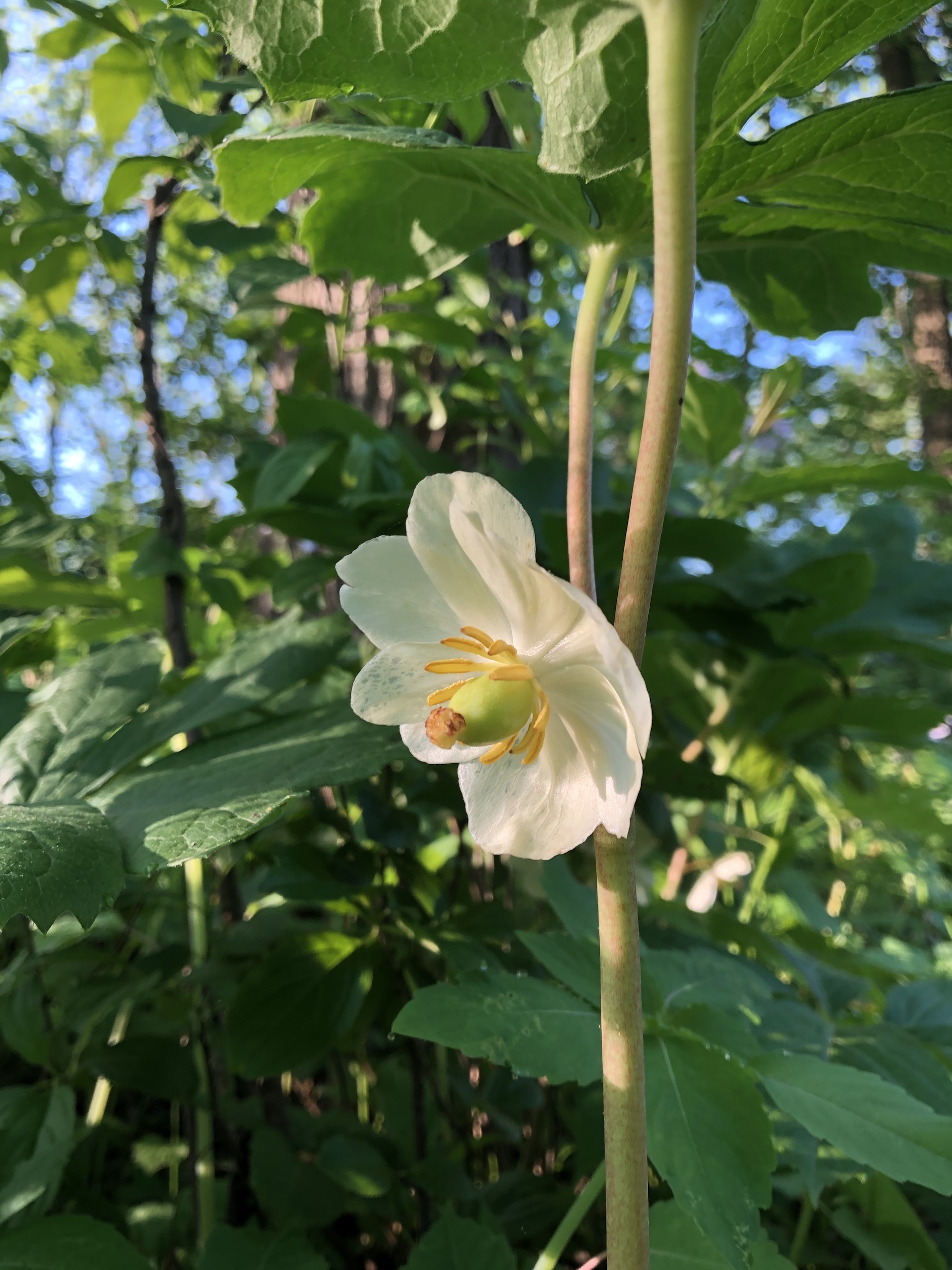 Mayapple blooms in wood between Duck Pond and Marion Dunn in Madison, Wisconsin on May 30, 2020.