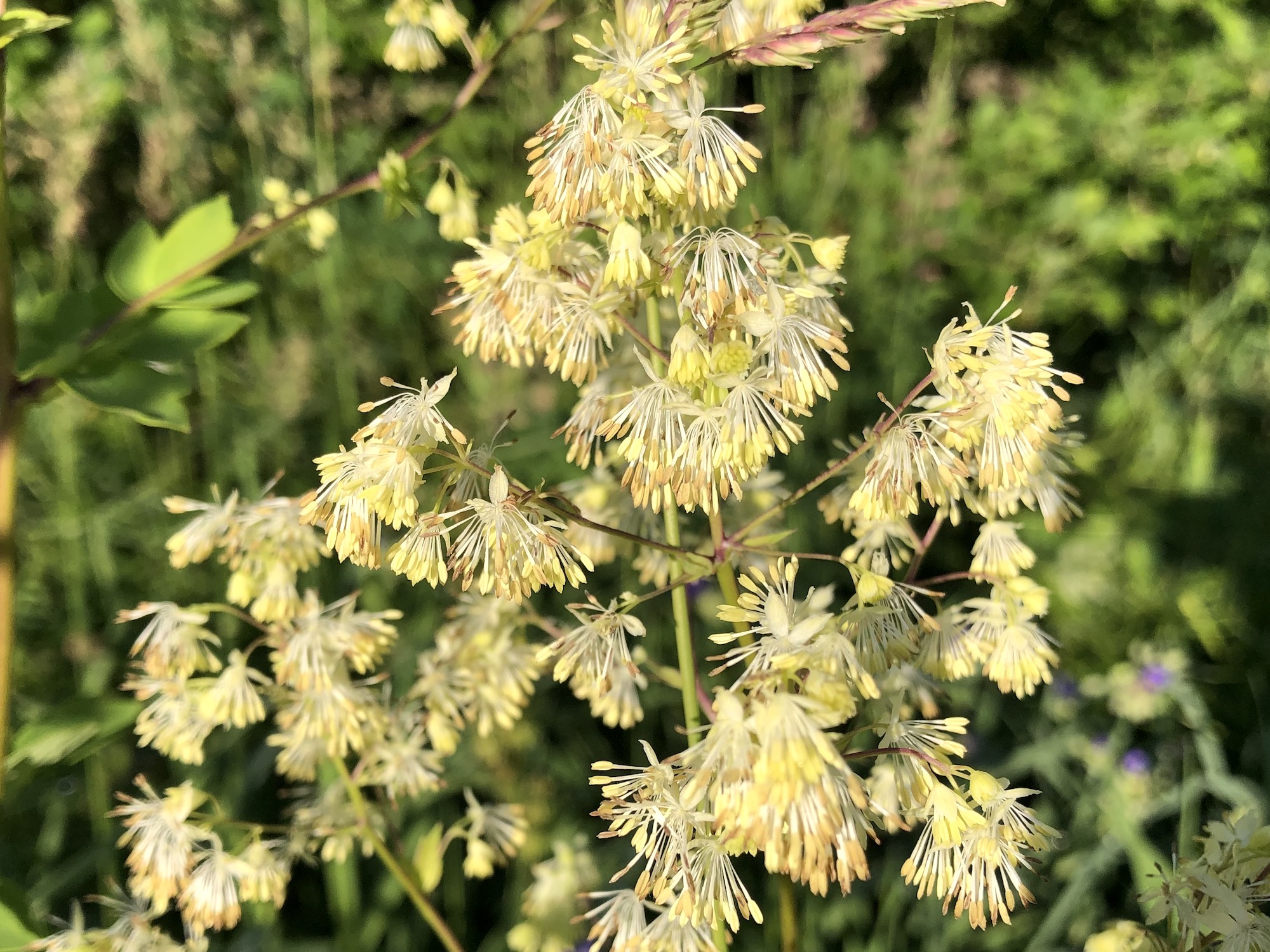 Tall Meadow-rue male flowers on shore of Marion Dunn Pond  on June 16, 2020.