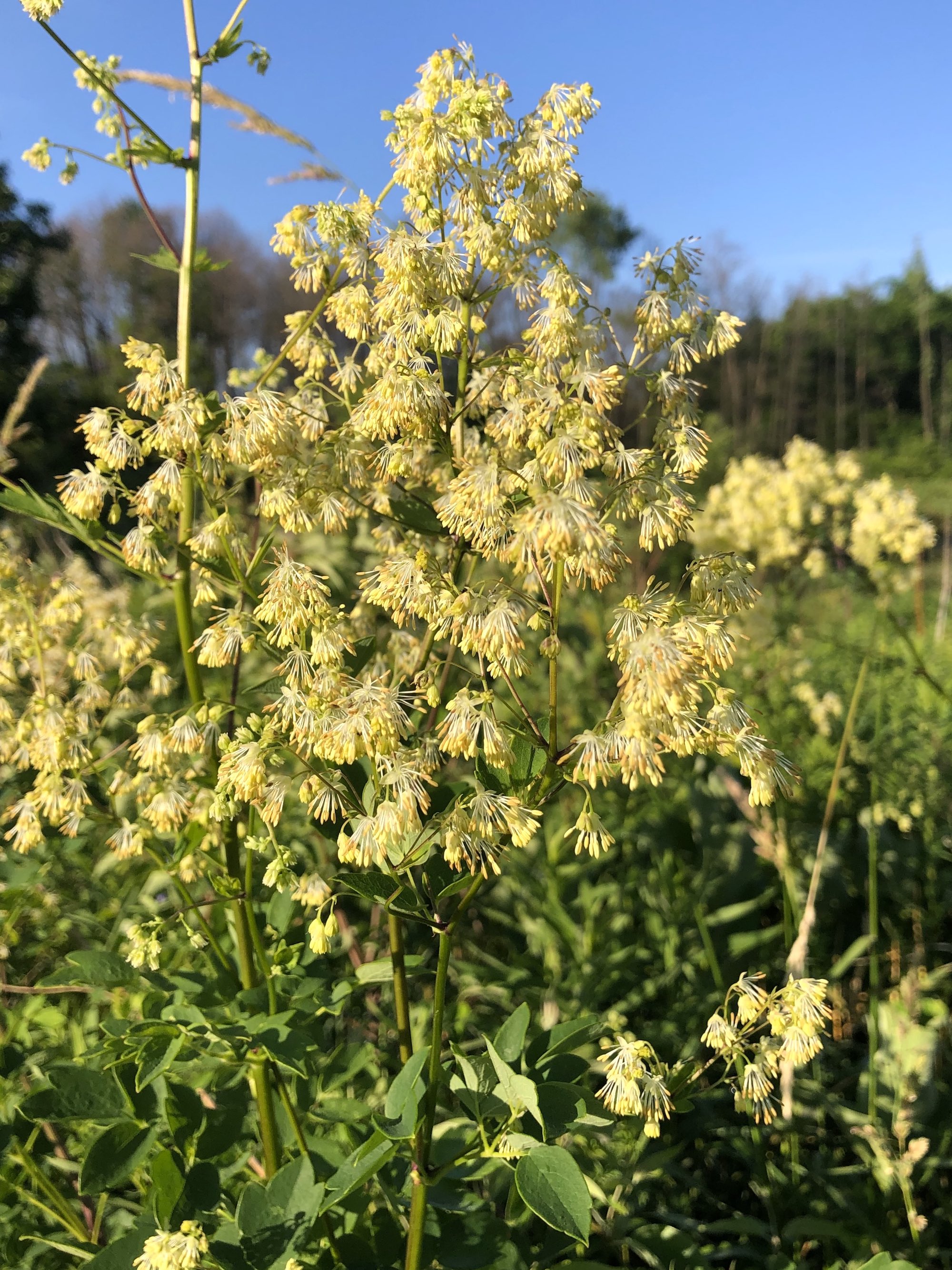 Tall Meadow-rue on shore of Marion Dunn Pond on June 16, 2020.