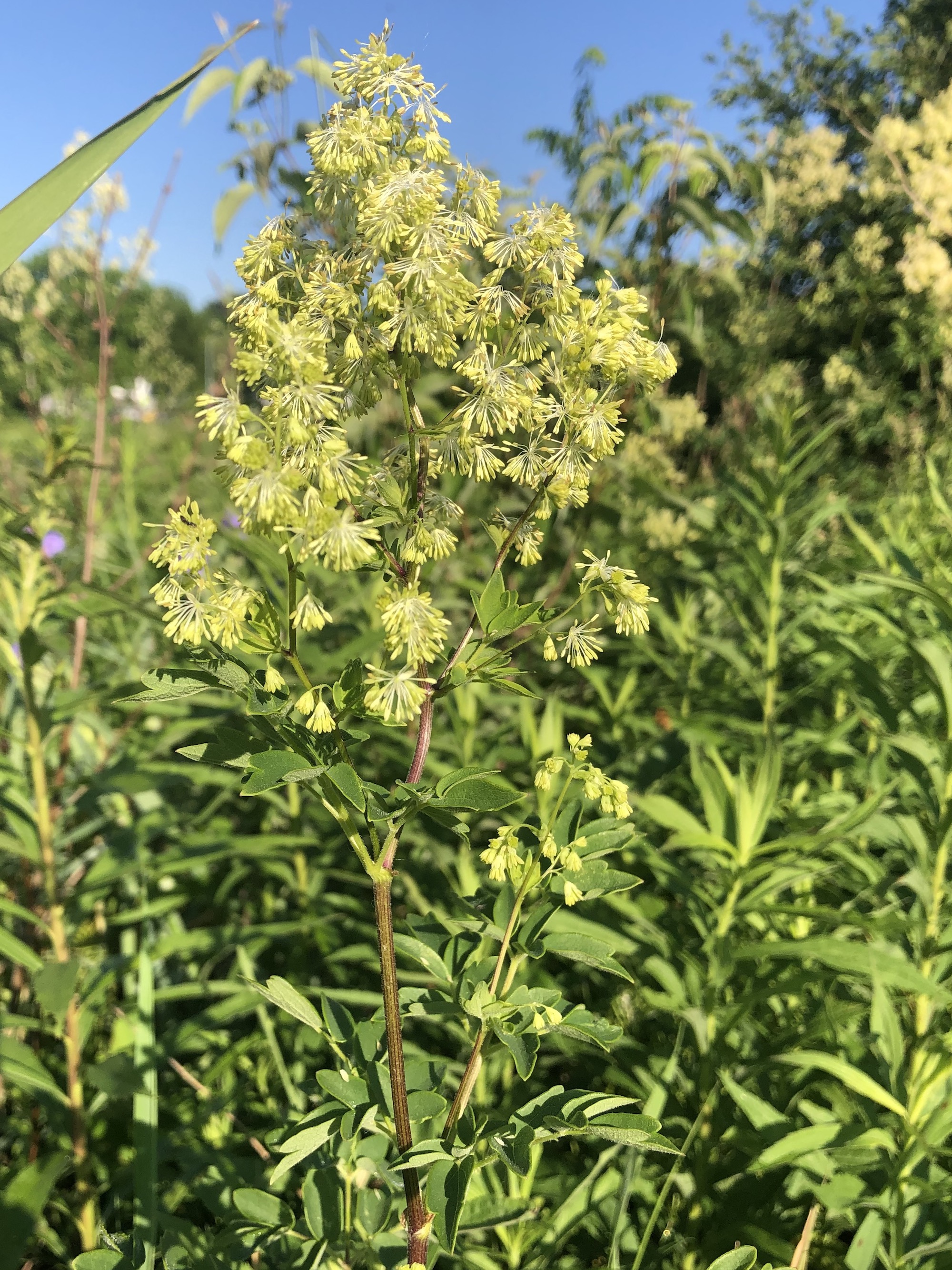 Tall Meadow-rue on shore of Marion Dunn Pond on June 17, 2020.