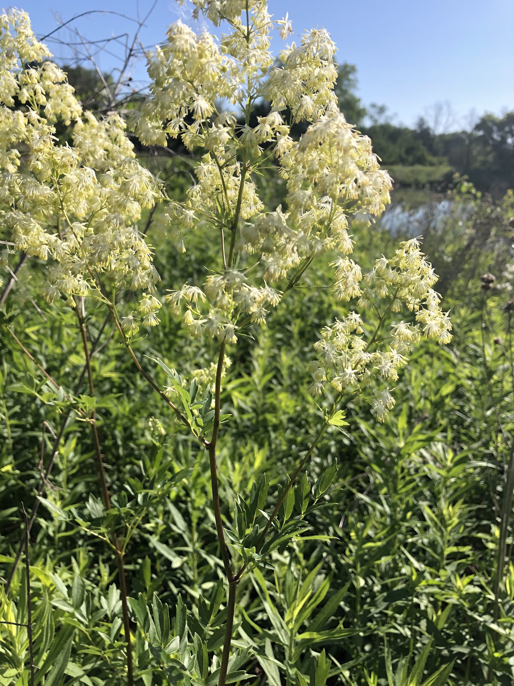 Tall Meadow-rue on shore of Retaining Pond on June 14, 2020.