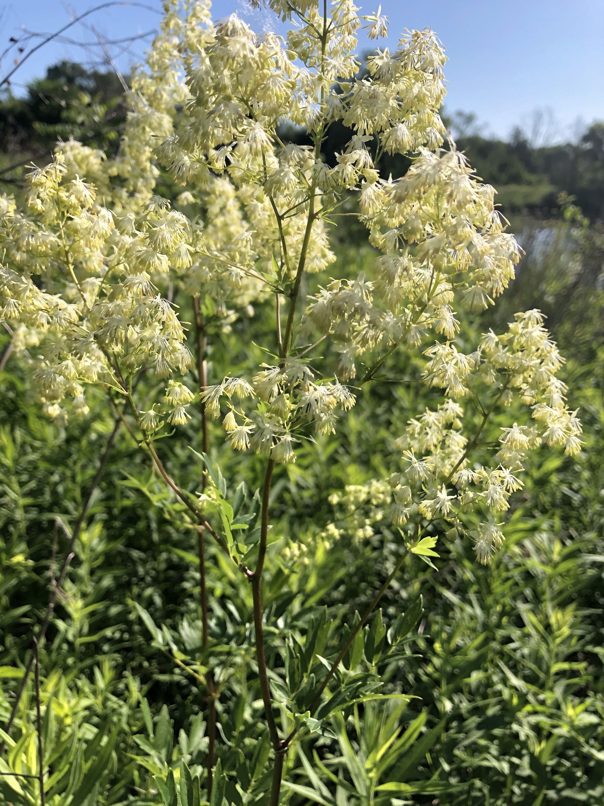 Tall Meadow-rue on shore of Retaining Pond in Madison, Wisconsin on June 14, 2020.