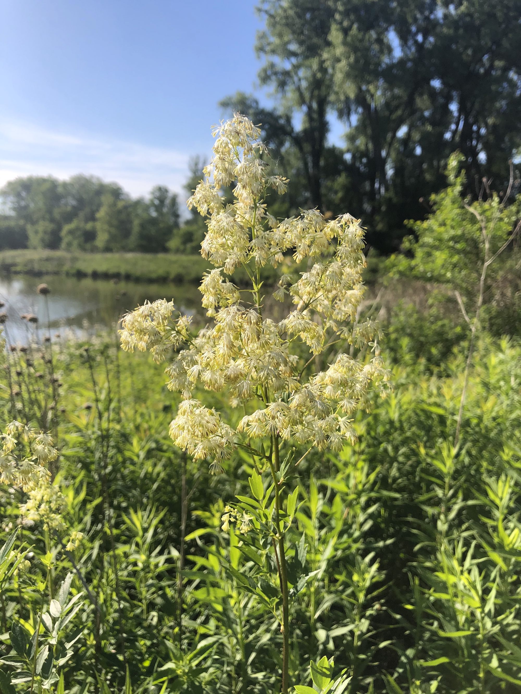 Tall Meadow-rue on shore of Retaining Pond on June 15, 2020.