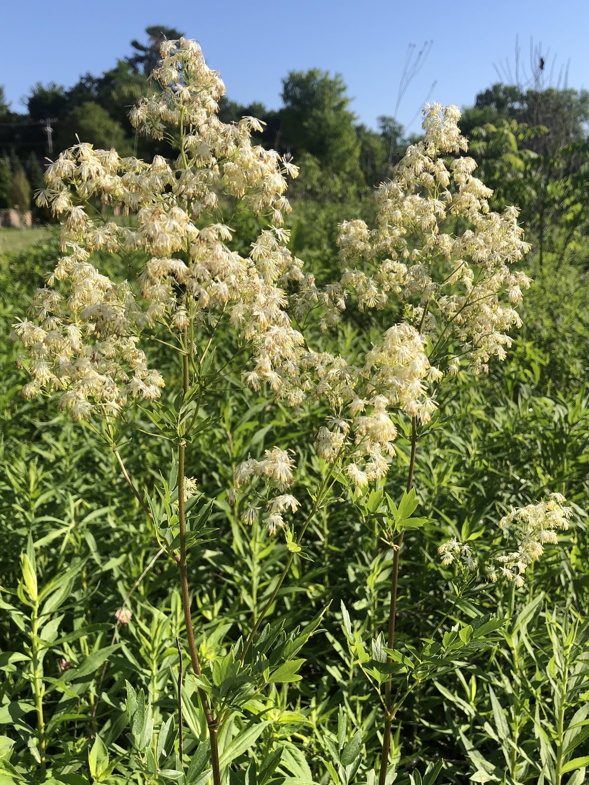 Tall Meadow-rue  on shore of Retaining Pond on June 17, 2020.