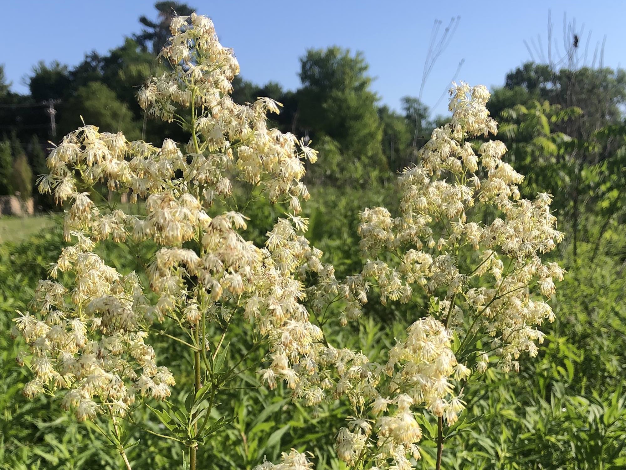 Tall Meadow-rue on shore of Retaining Pond in Madison, Wisconsin on June 16, 2020.