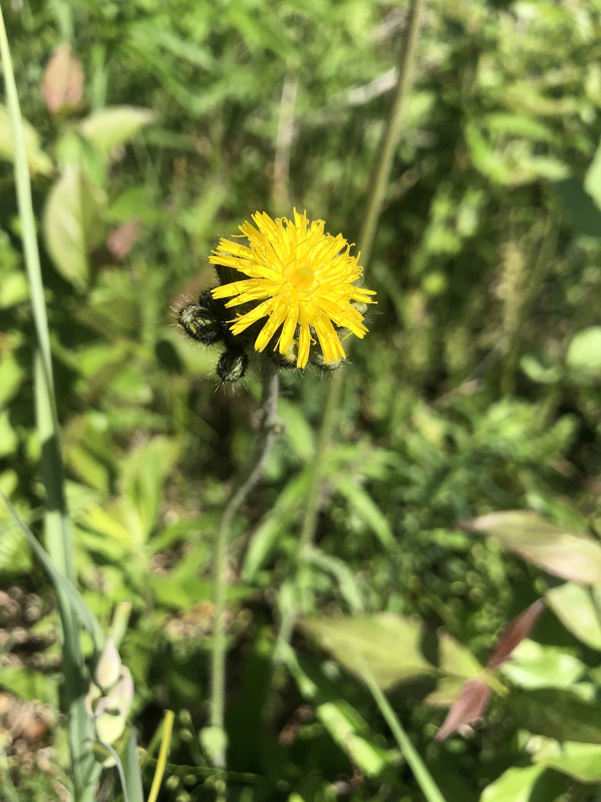 Meadow Hawkweed leaves and stem in the Curtis Prairie in the University of Wisconsin-Madison Arboretum in Madison, Wisconsin on June 9, 2022.