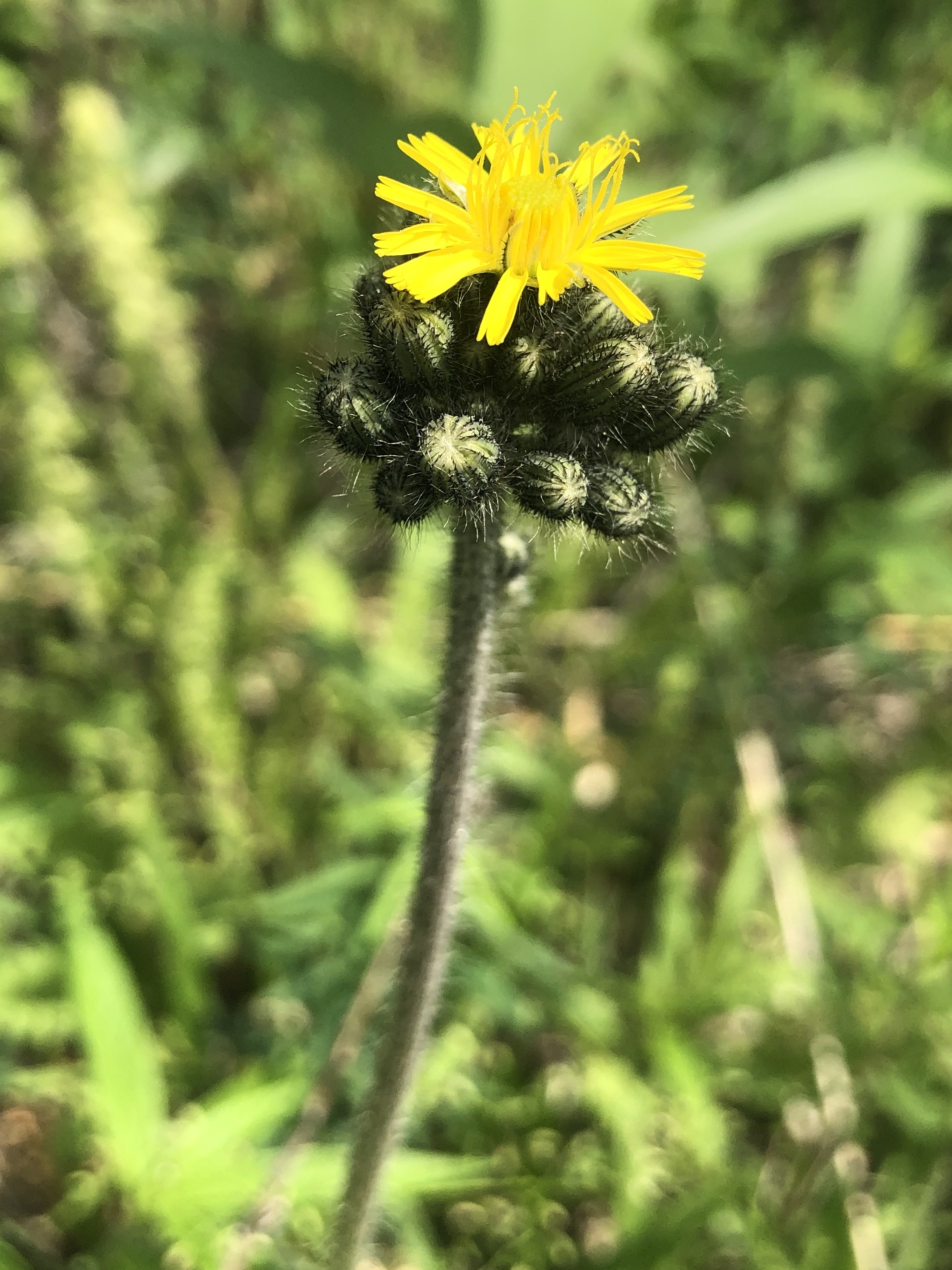 Meadow Hawkweed leaves and stem in the Curtis Prairie in the University of Wisconsin-Madison Arboretum in Madison, Wisconsin on June 7, 2022.