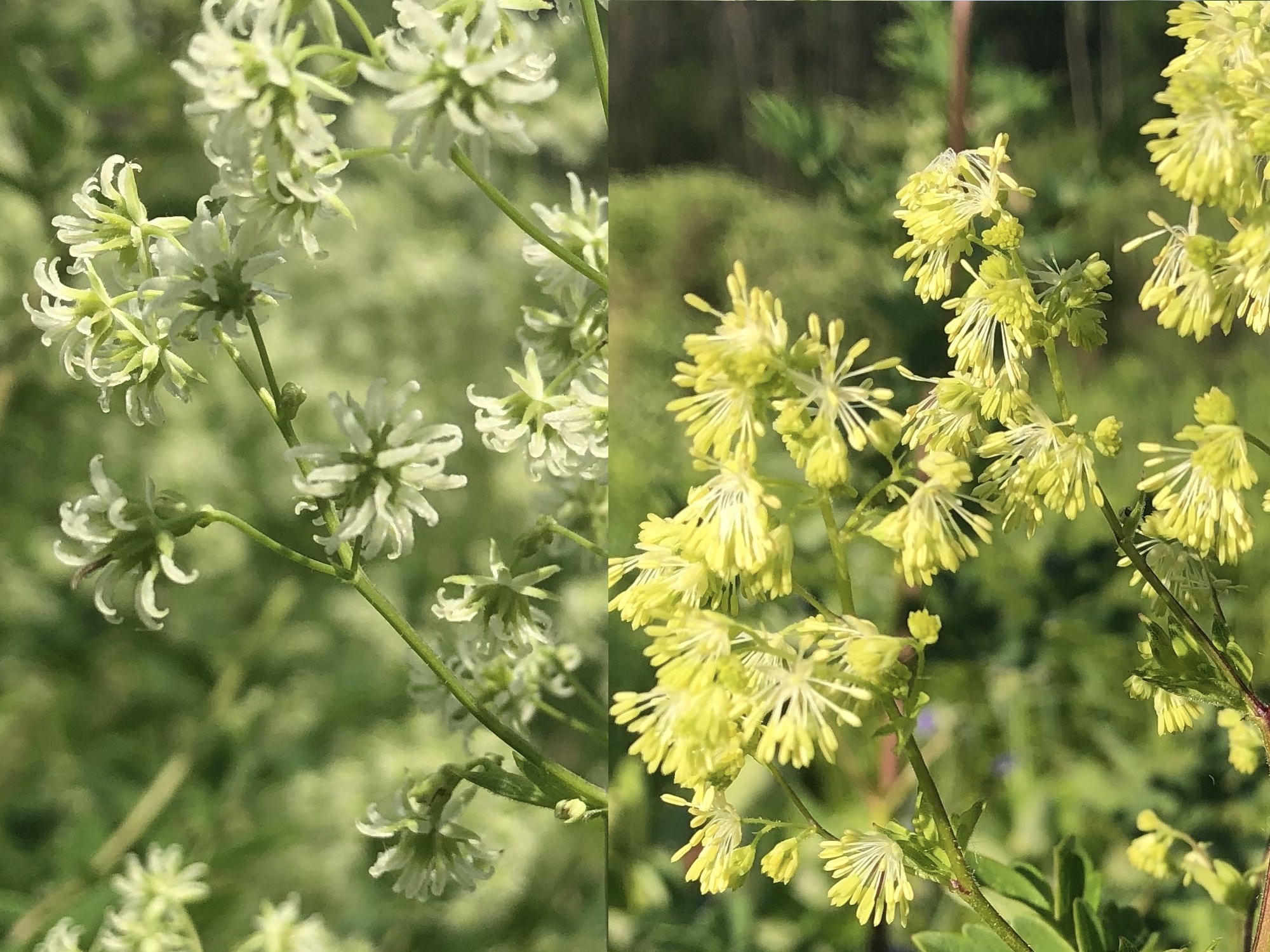 Tall Meadow-rue female and male flower comparison.