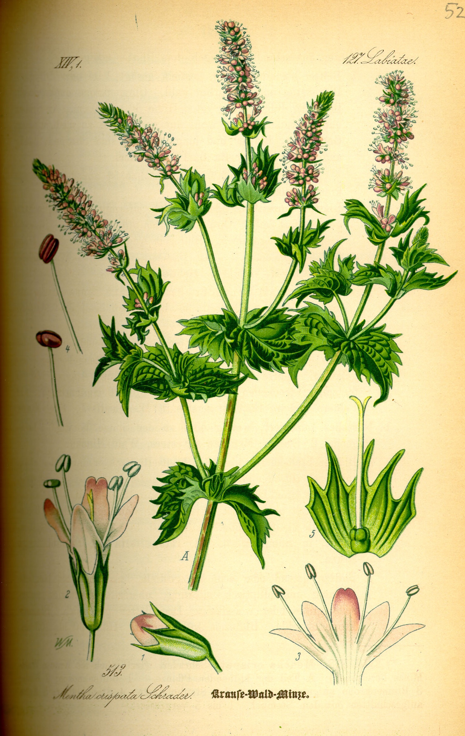 Spearmint botanical illustration.