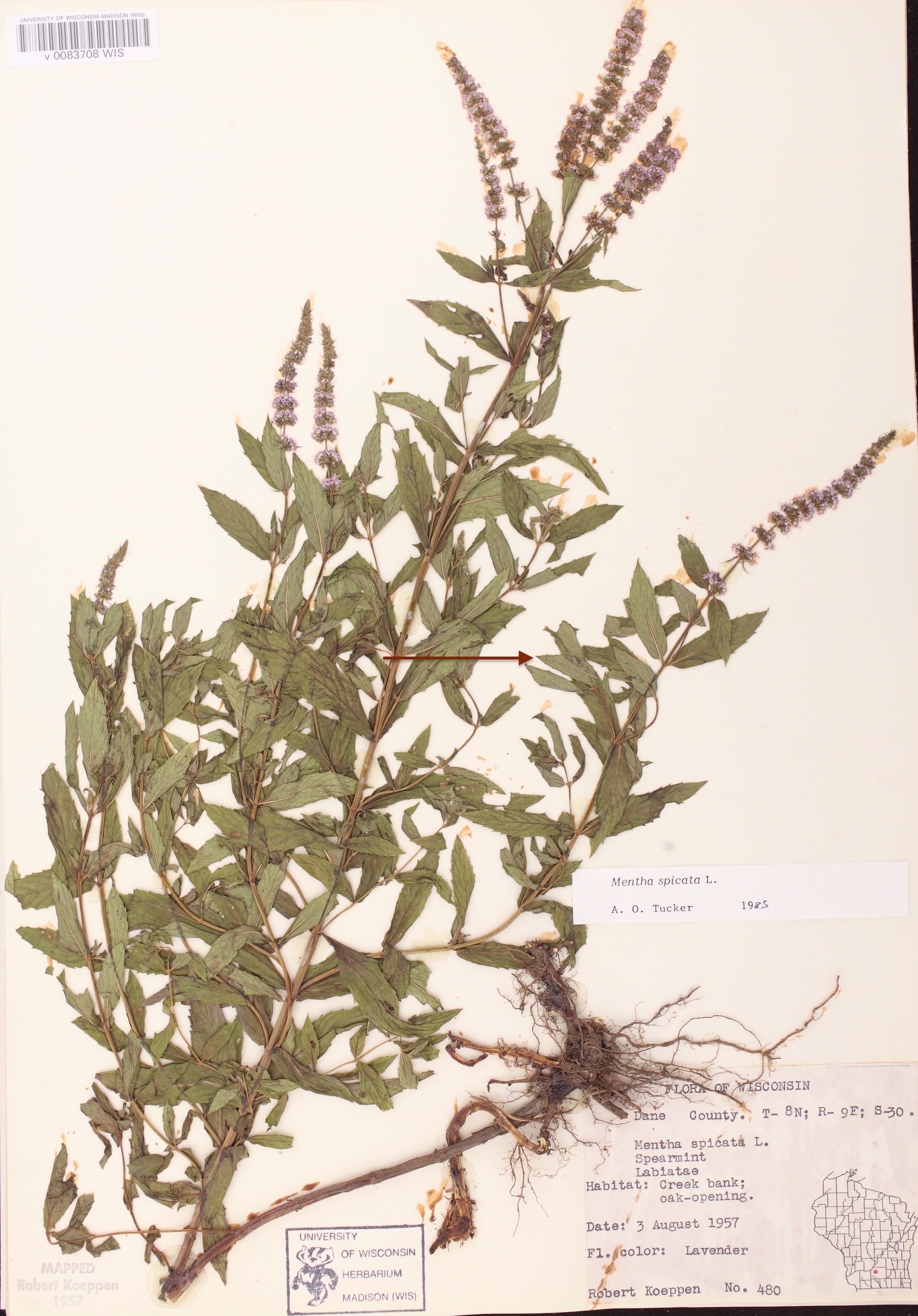 Spearmint specimen collected on a creek bank in Dane County, Wisconsin on August 3, 1957.