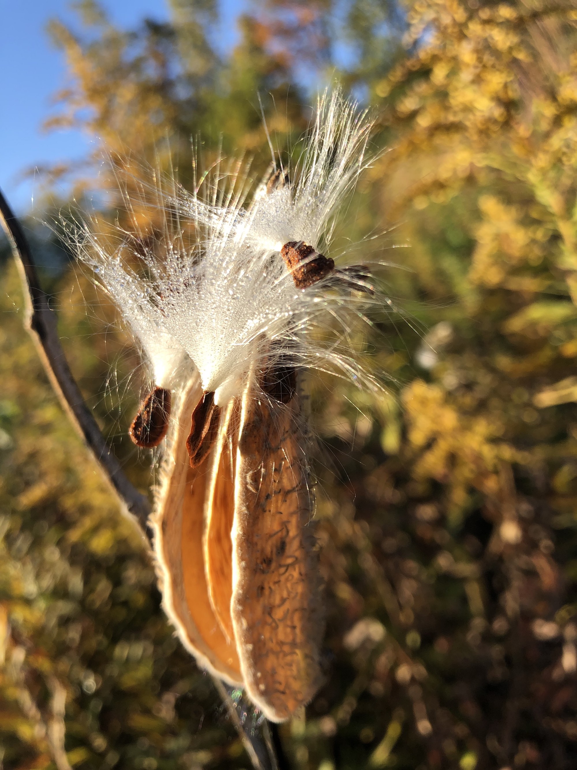 Common Milkweed on shore of Marion Dunn Pond on October 8, 2020.