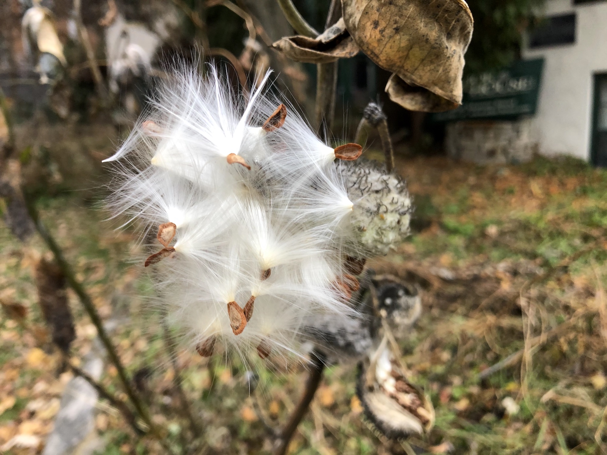 Common Milkweed by Arbor House on November 10, 2019.