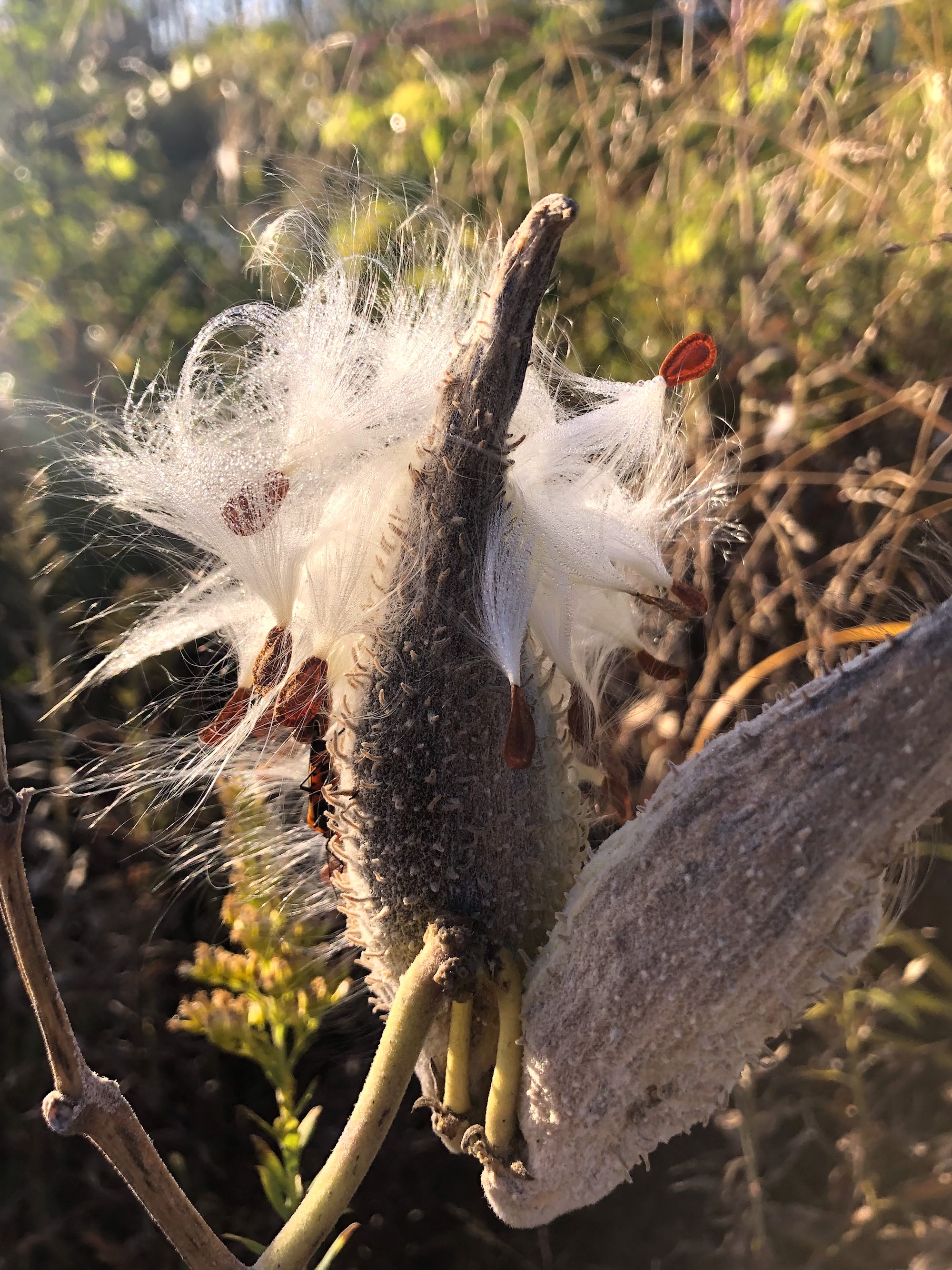 Common Milkweed on shore of Marion Dunn Pond on October 8, 2020.