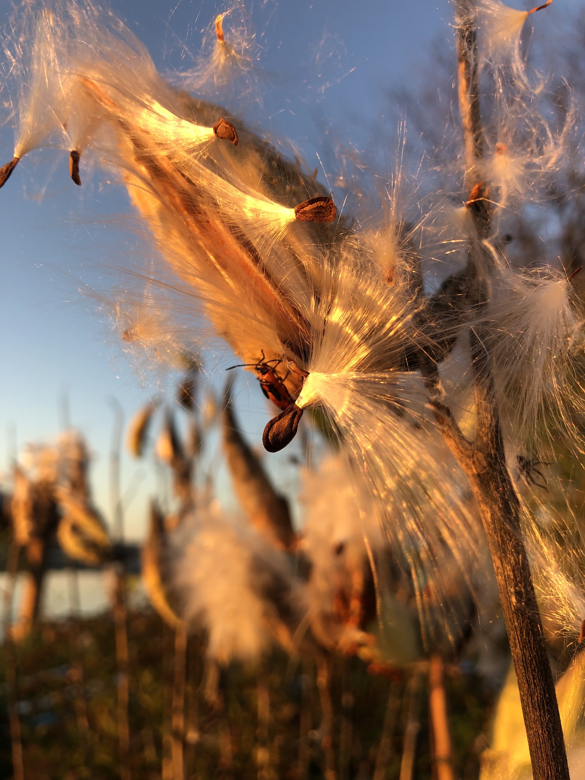 Common Milkweed by Wingra Boats on October 20, 2021.
