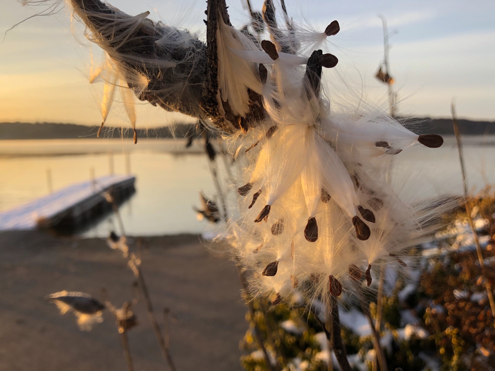 Common Milkweed by Wingra Boats on November 8, 2019.