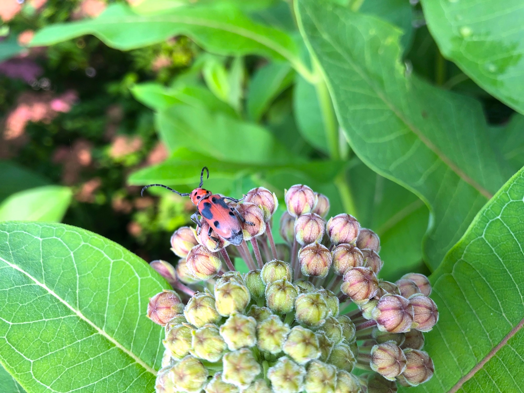 Common Milkweed with Goldenrod Soldier Beetle by Lake Wingra Boat House on June 30, 2019.