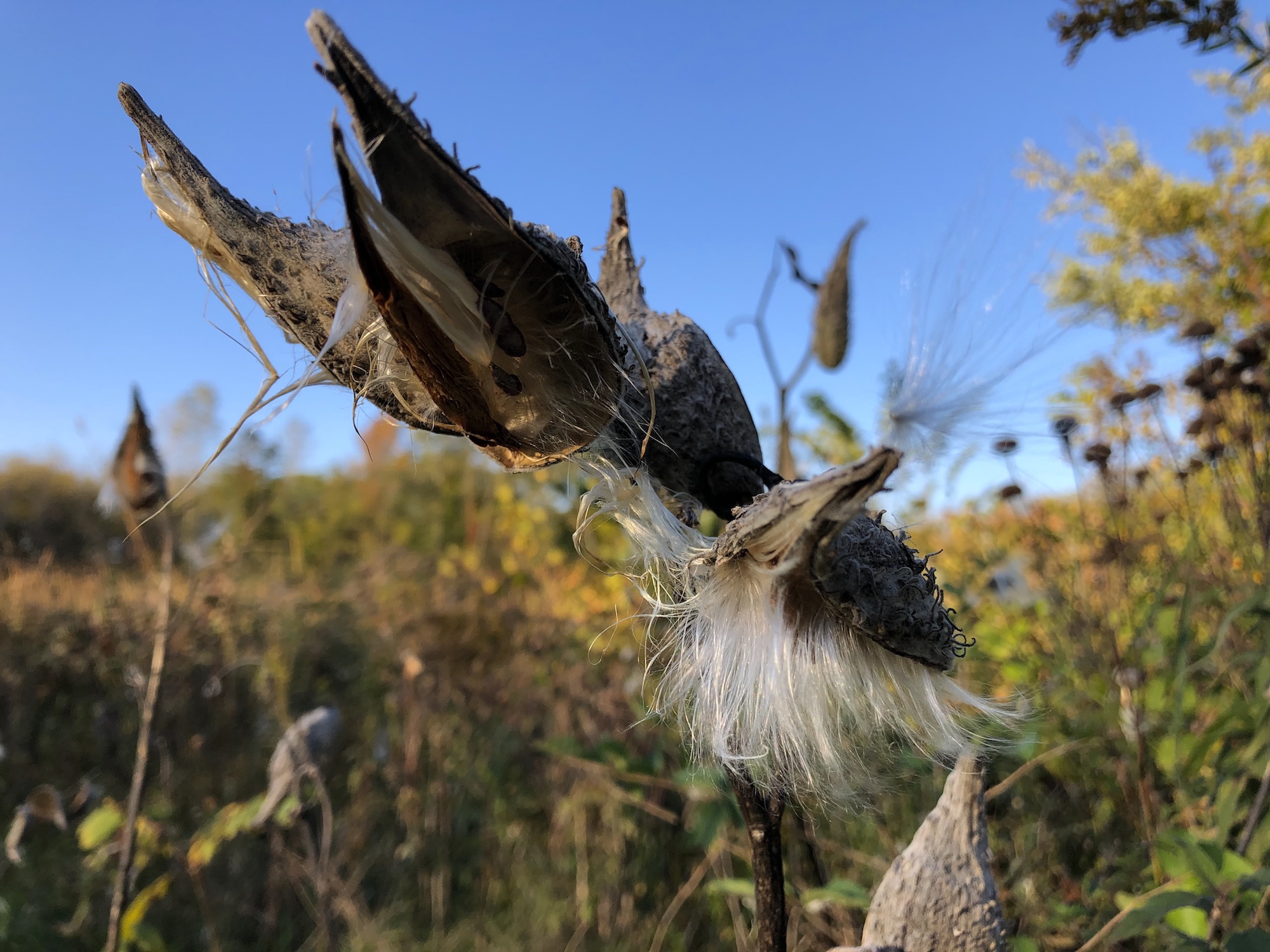 Common Milkweed on shore of Marion Dunn Pond on October 12, 2019.