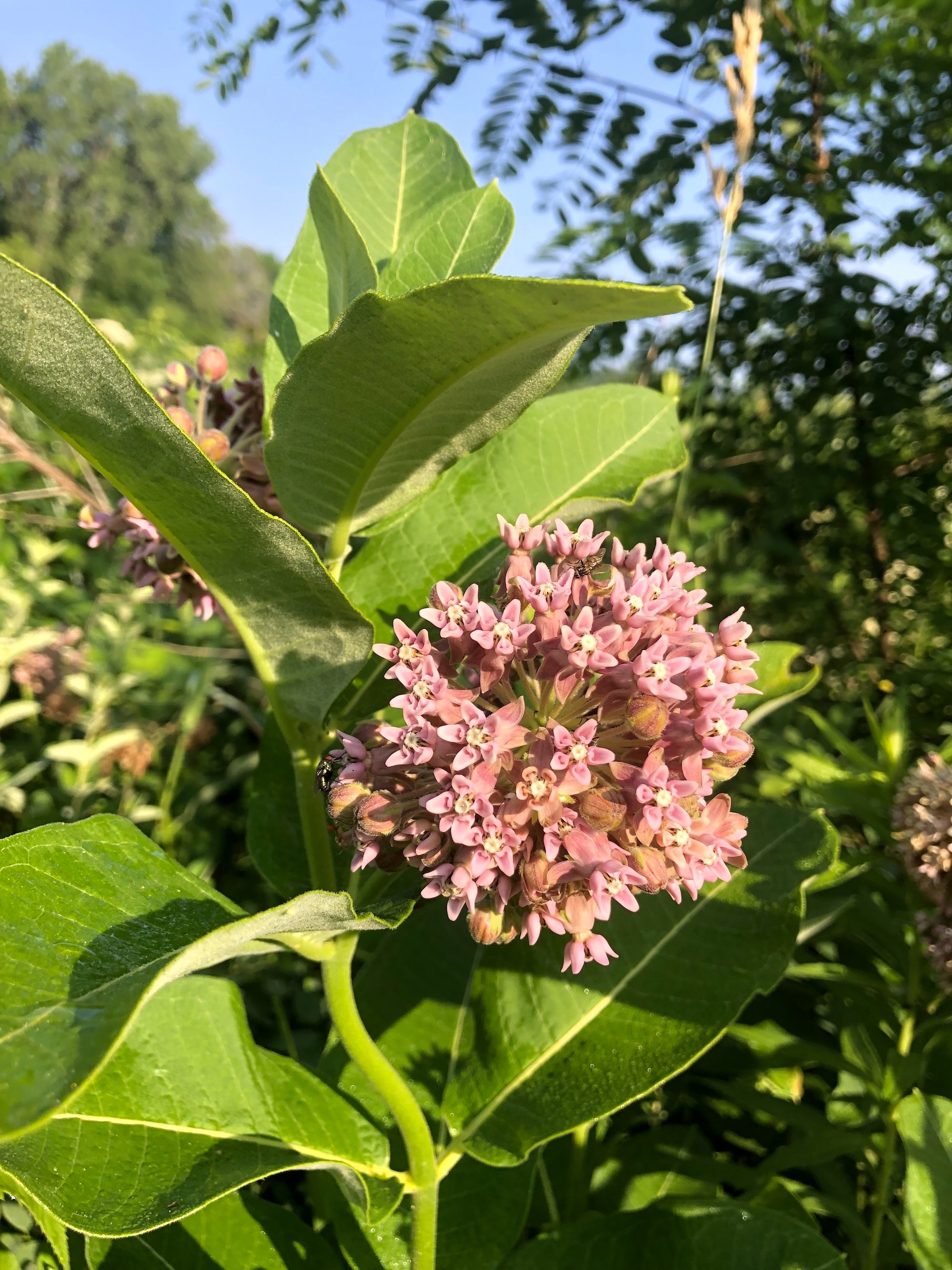 Common Milkweed on shore of Marion Dunn Pond on July 8, 2019.