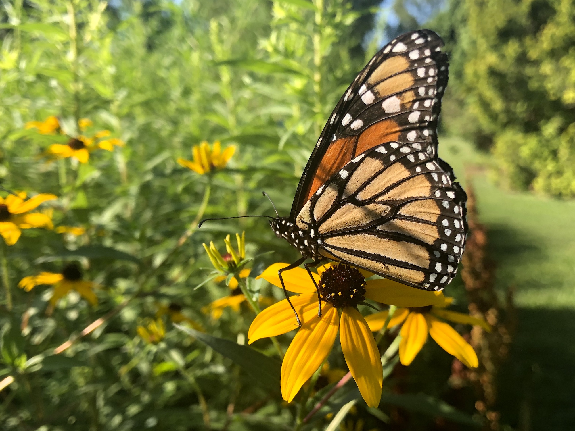Monarch on Brown-eyed Susan on July 28, 2019.