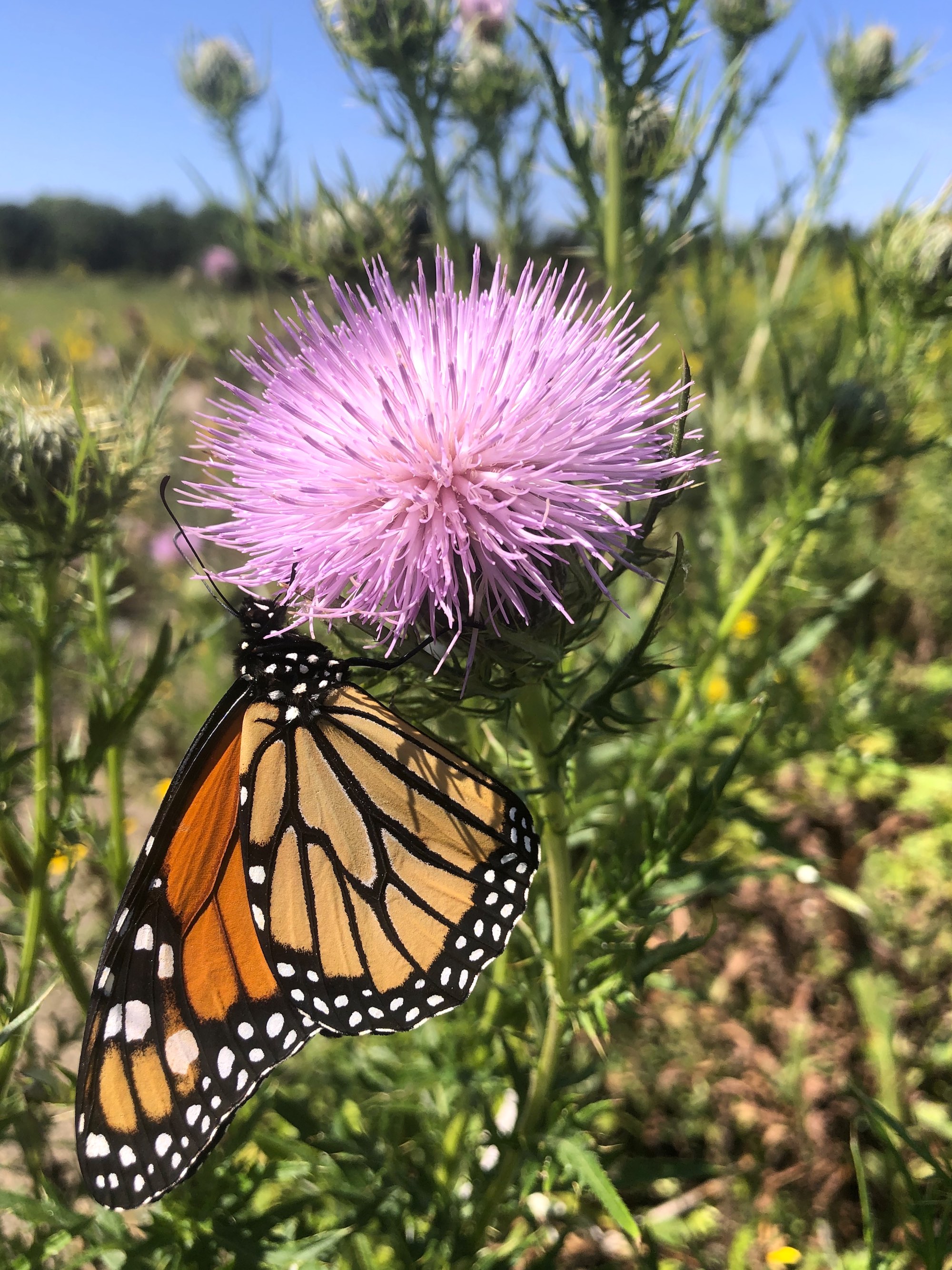 Monarch butterfly on Field Thistle in UW Arboretum Curtis Prairie in Madison, Wisconsin on August 20, 2020.