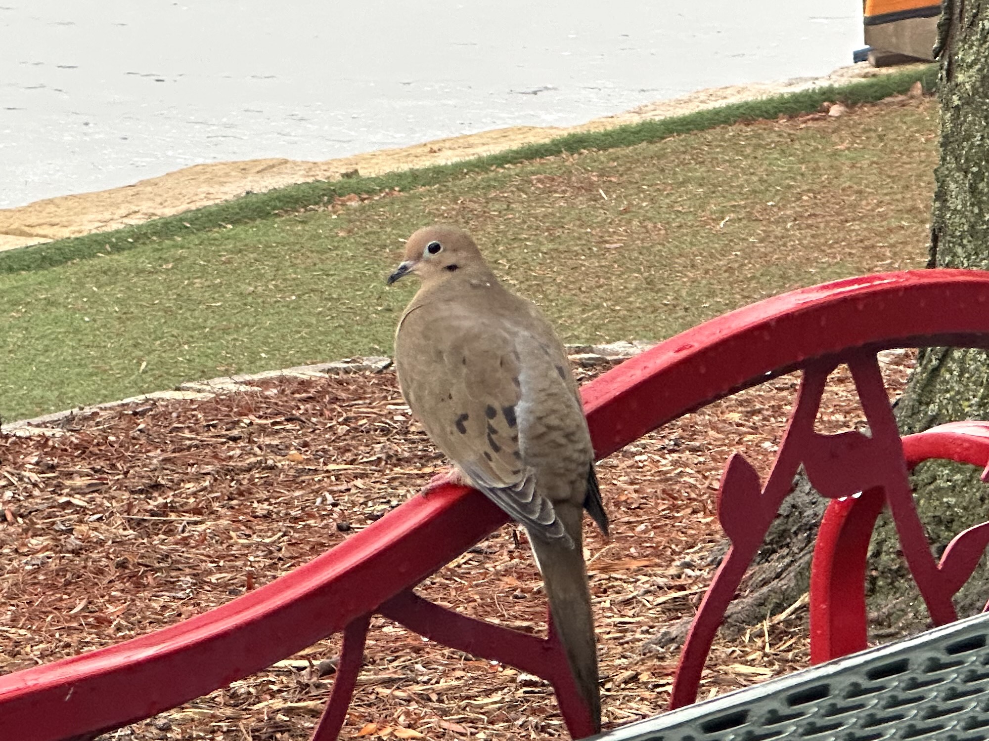 Mourning Dove perched on bench ovelooking Lake Wingra on Christmas Eve, 2023.