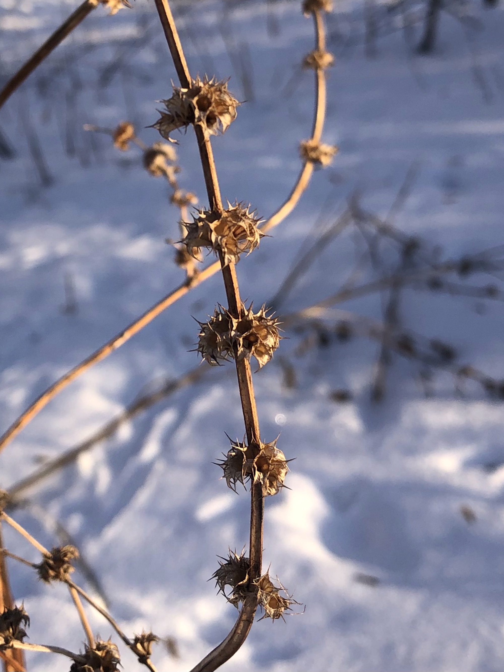 Motherwort in Arboretum by Duck Pond in Madison, Wisconsin on January 21, 2021.