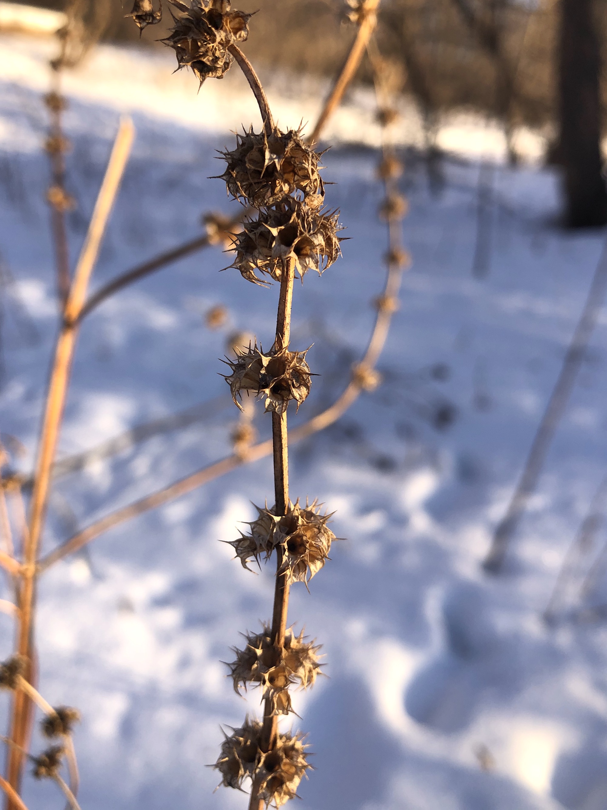 Motherwort in Arboretum by Duck Pond in Madison, Wisconsin on January 21, 2021.