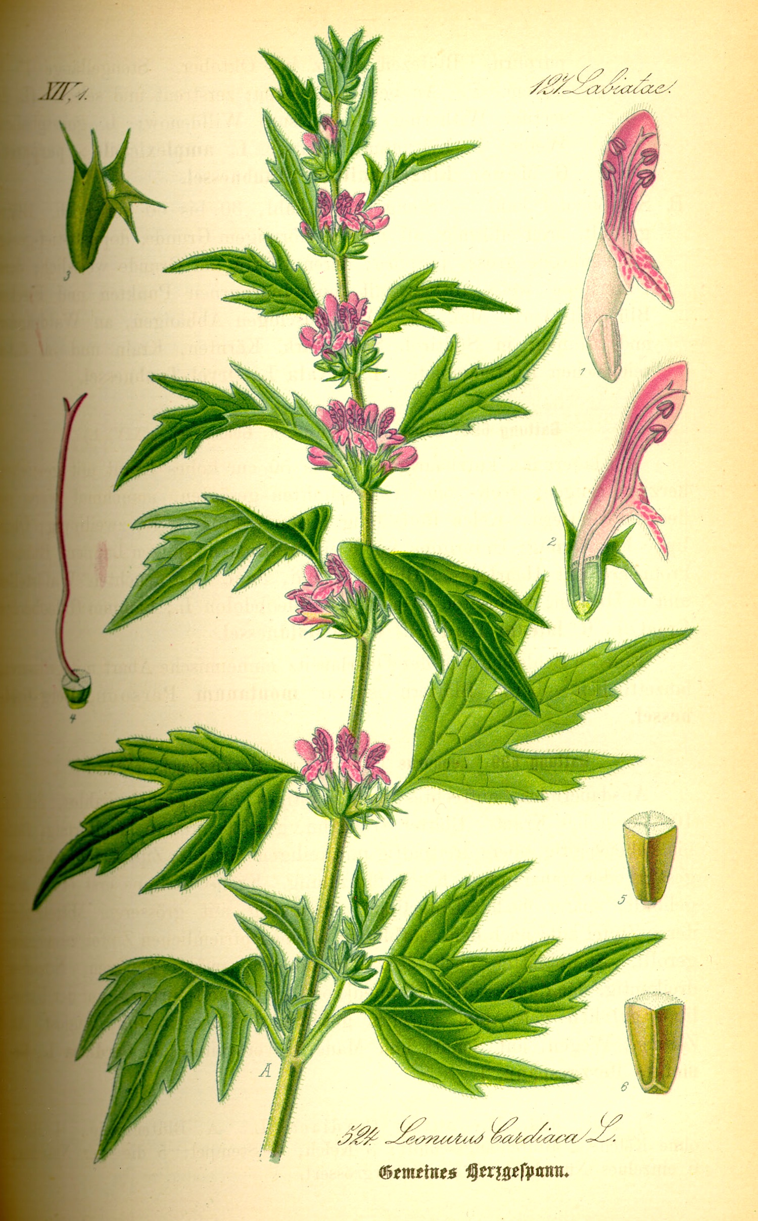 Motherwort botanical illustration circa 1885.