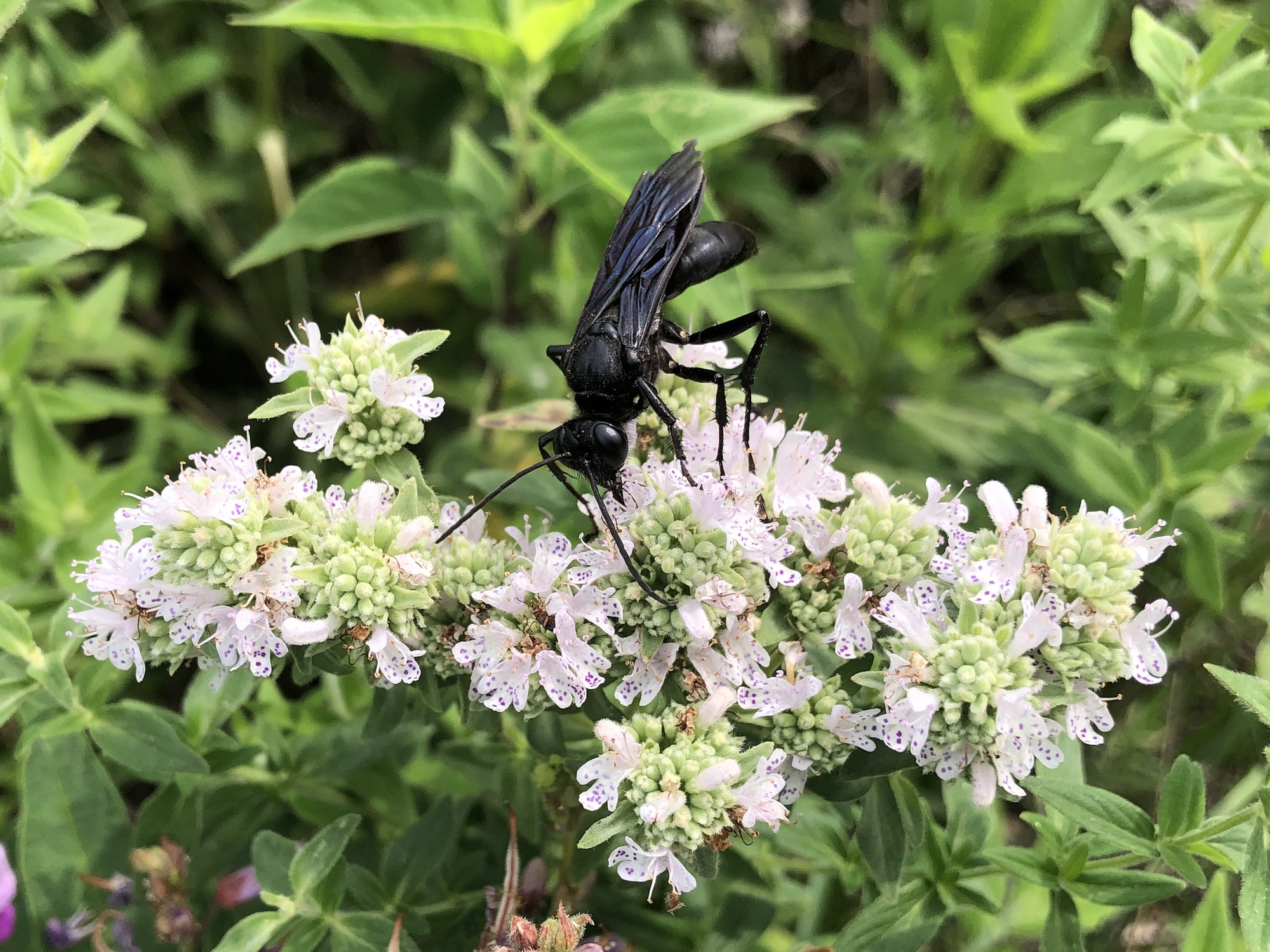 Great black wasp on Mountain Mint. Click to enlarge.