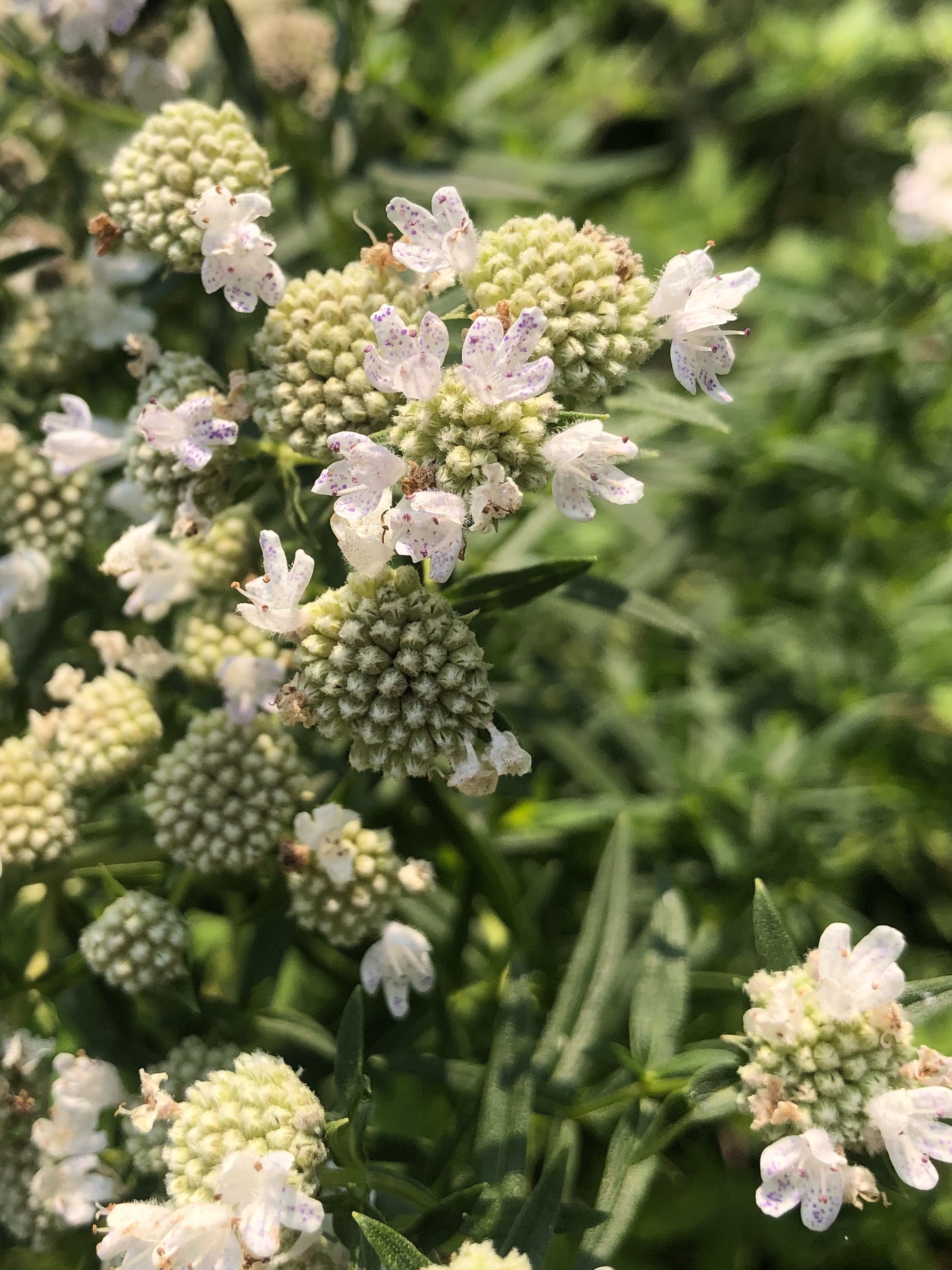Common Mountain Mint off of Woodrow Street in Madison, Wisconsin on August 1, 2021.