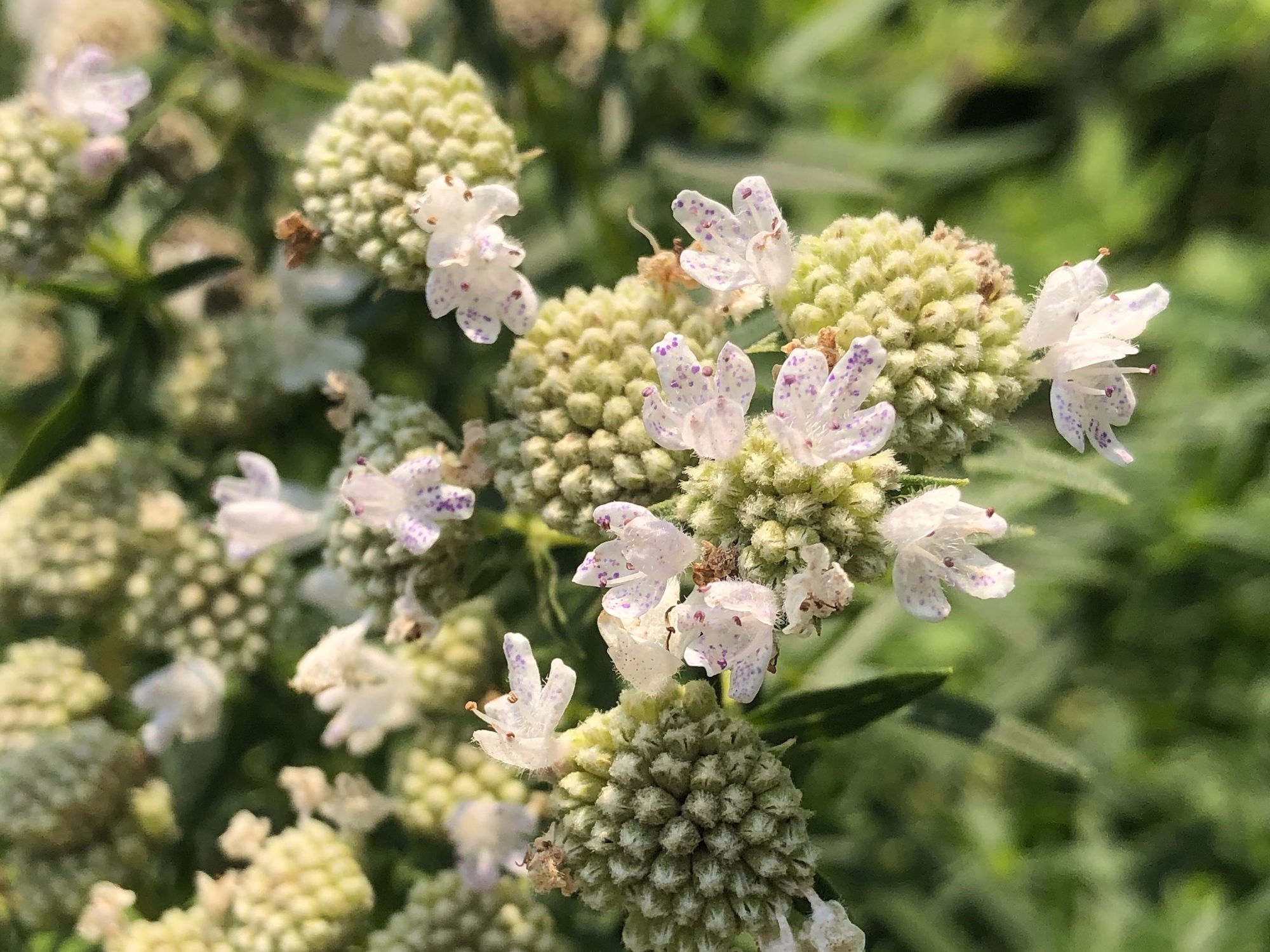 Common Mountain Mint off of Woodrow Street in Madison, Wisconsin on August 1, 2021.