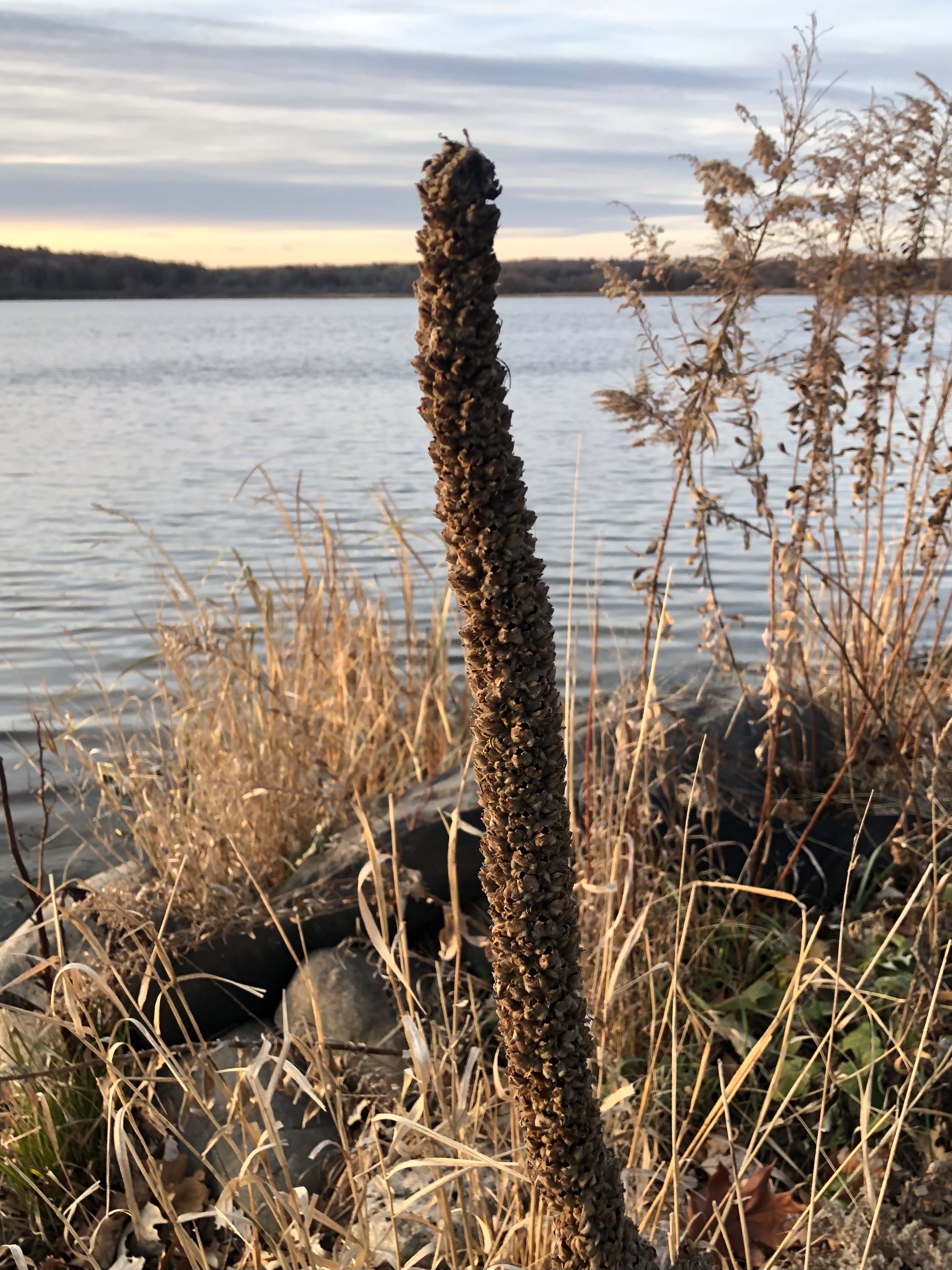 Common Mullein on shore of Lake Wingra in Wingra Park on December 2, 2021.