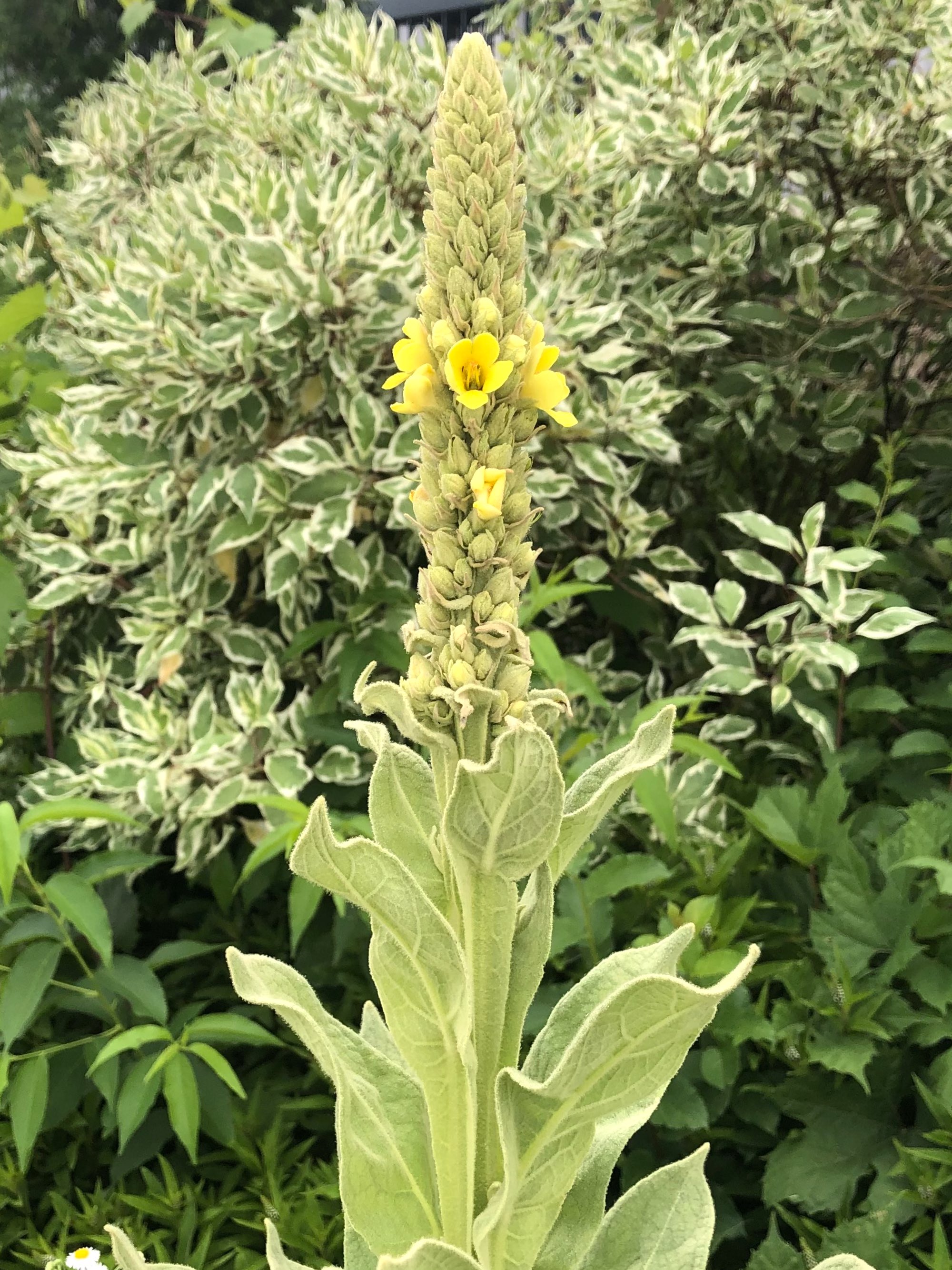 Common Mullein by Badger Road drop-off on June 20, 2021.