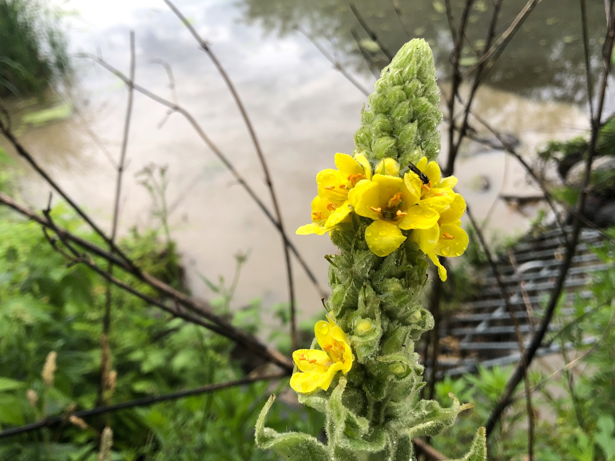 Common Mullein on shore of Marion Dunn Pond on June 26, 2020.