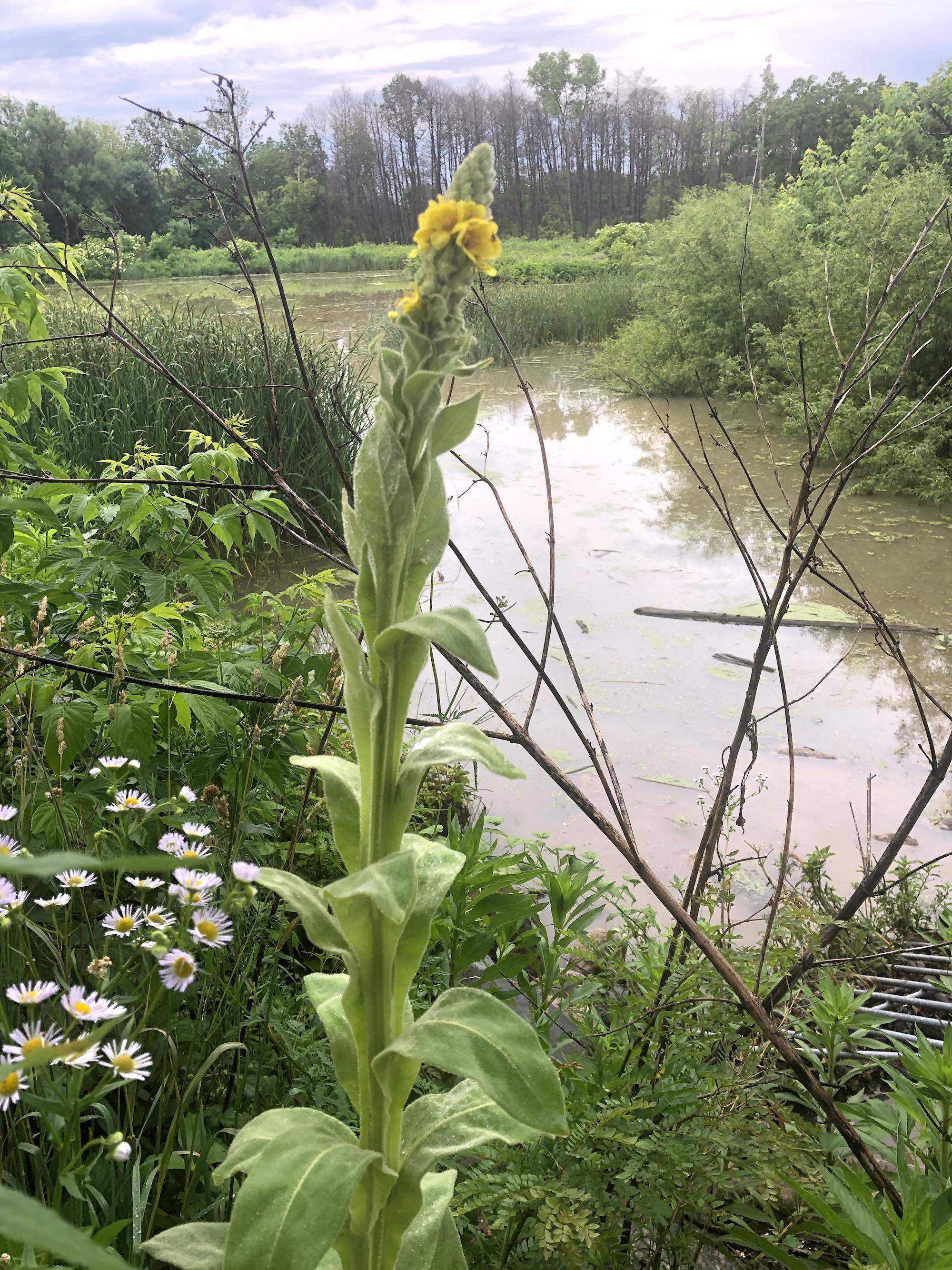 Common Mullein on shore of Marion Dunn Pond on June 26, 2020.