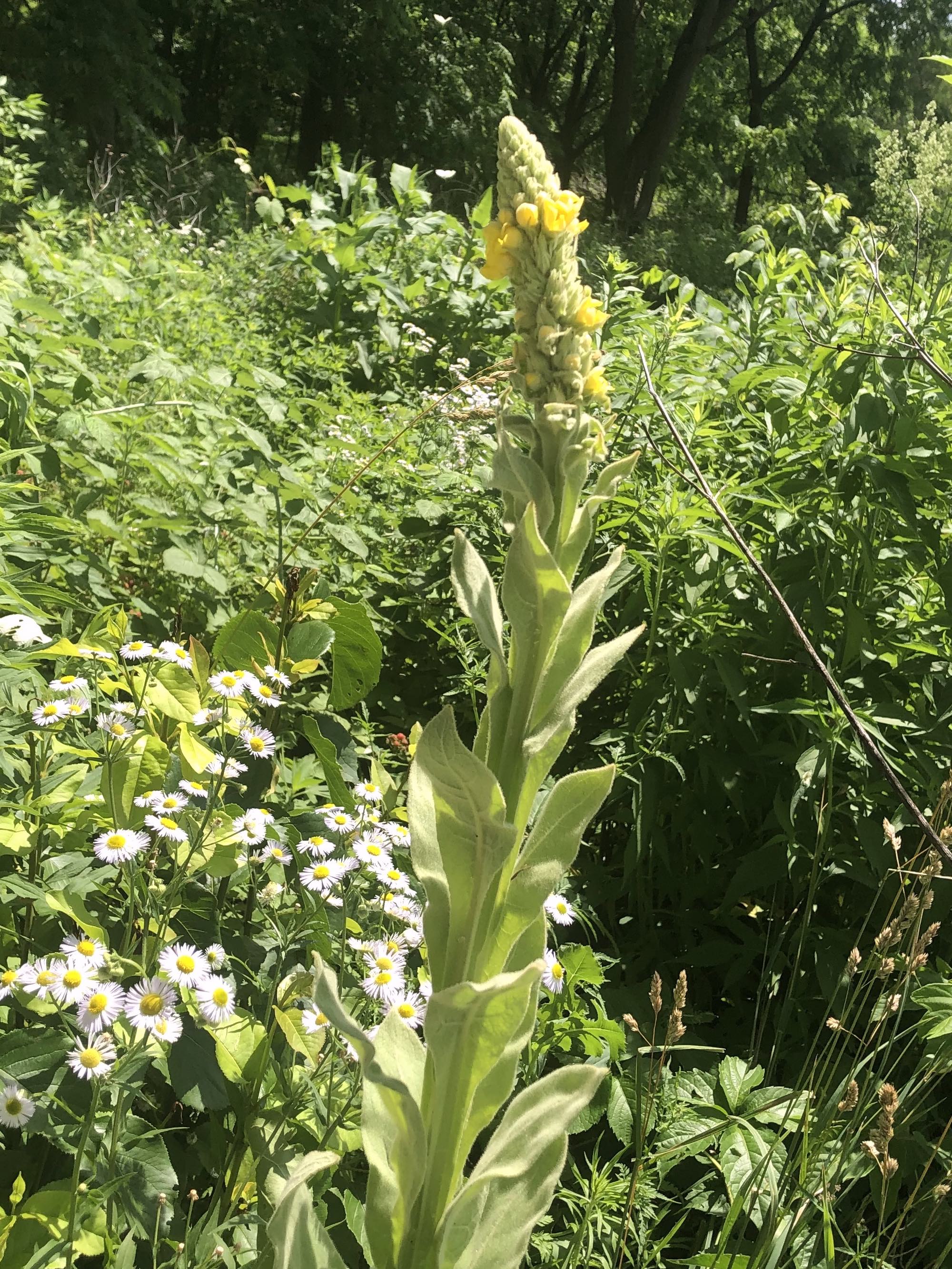 Common Mullein on shore of Marion Dunn Pond on June 27, 2020.