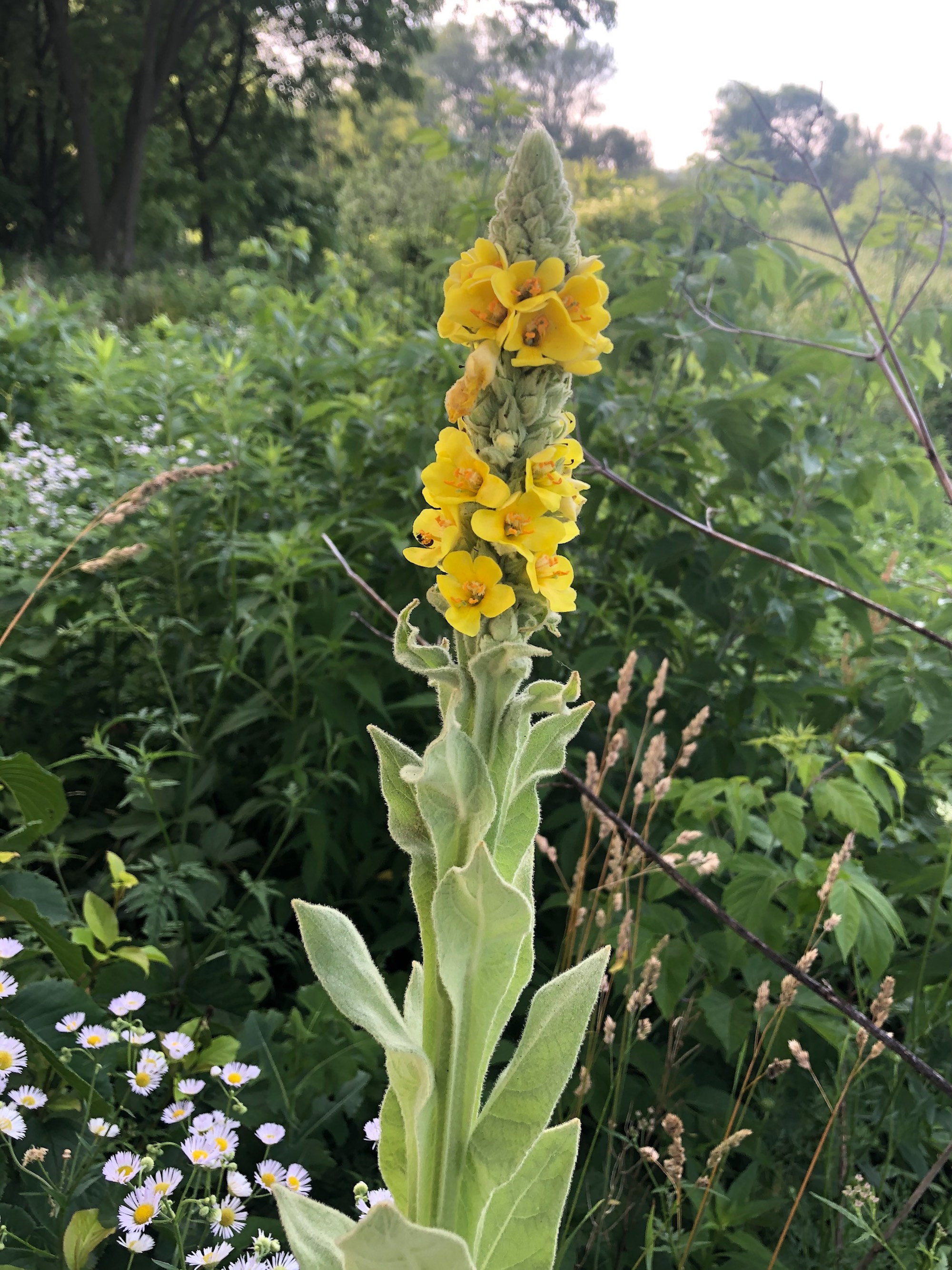 Common Mullein on shore of Marion Dunn Pond on June 28, 2020.