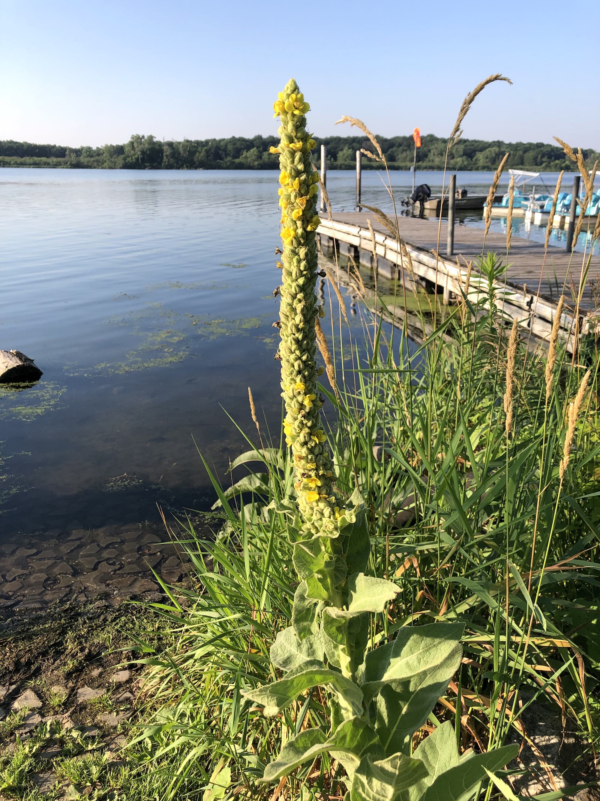 Common Mullein on shore of Lake Wingra in Wingra Park on July 1, 2021.