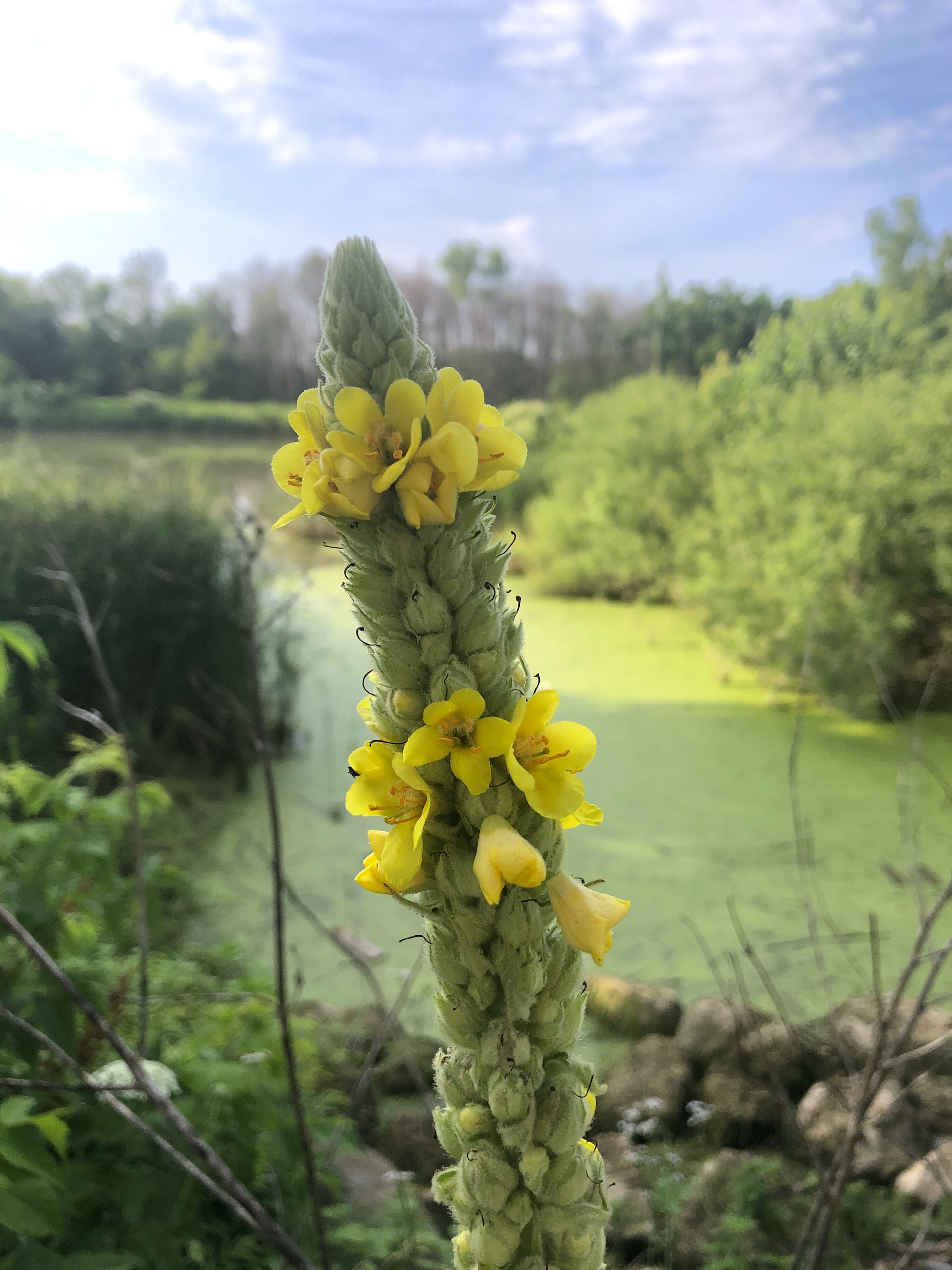 Common Mullein on shore of Marion Dunn Pond on July 2, 2020.