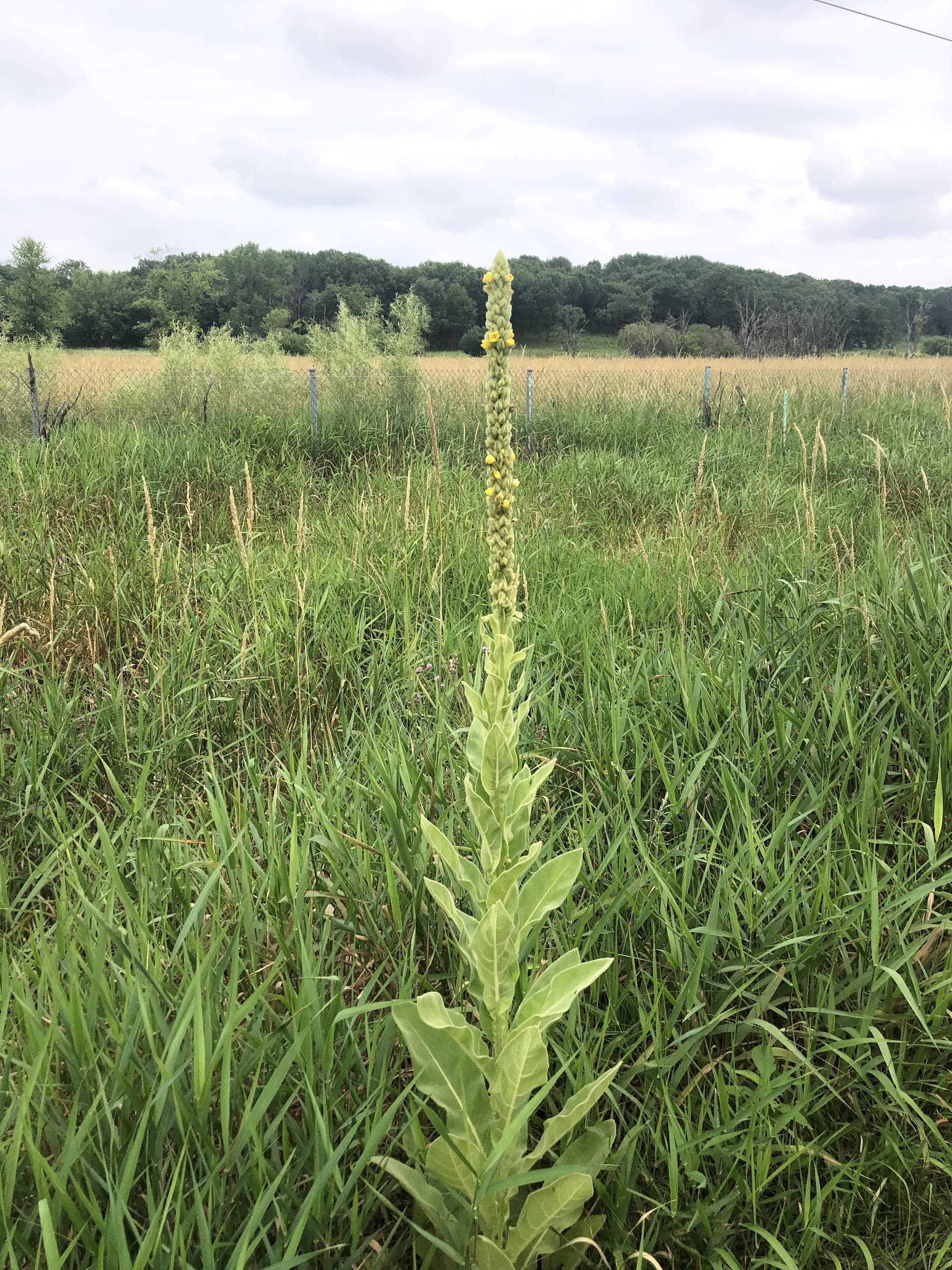 Common Mullein along Cannonball bike path on July 13, 2021.