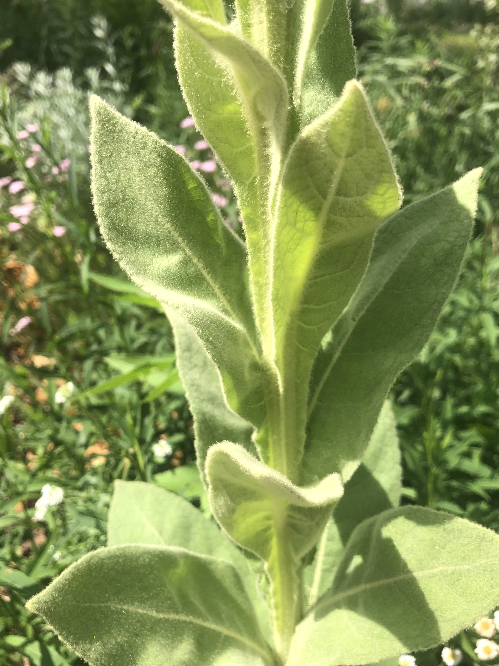 Common Mullein on shore of Marion Dunn Pond on JuLY 7, 2022.