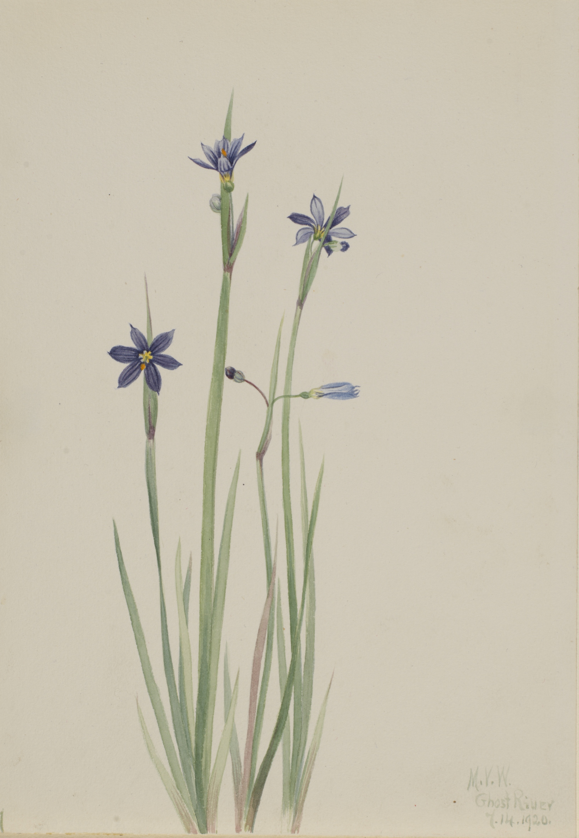 Mary Vaux Walcott, Blue-eyed grass (Sisyrinchium angustifolium) illustration circa 1920.
