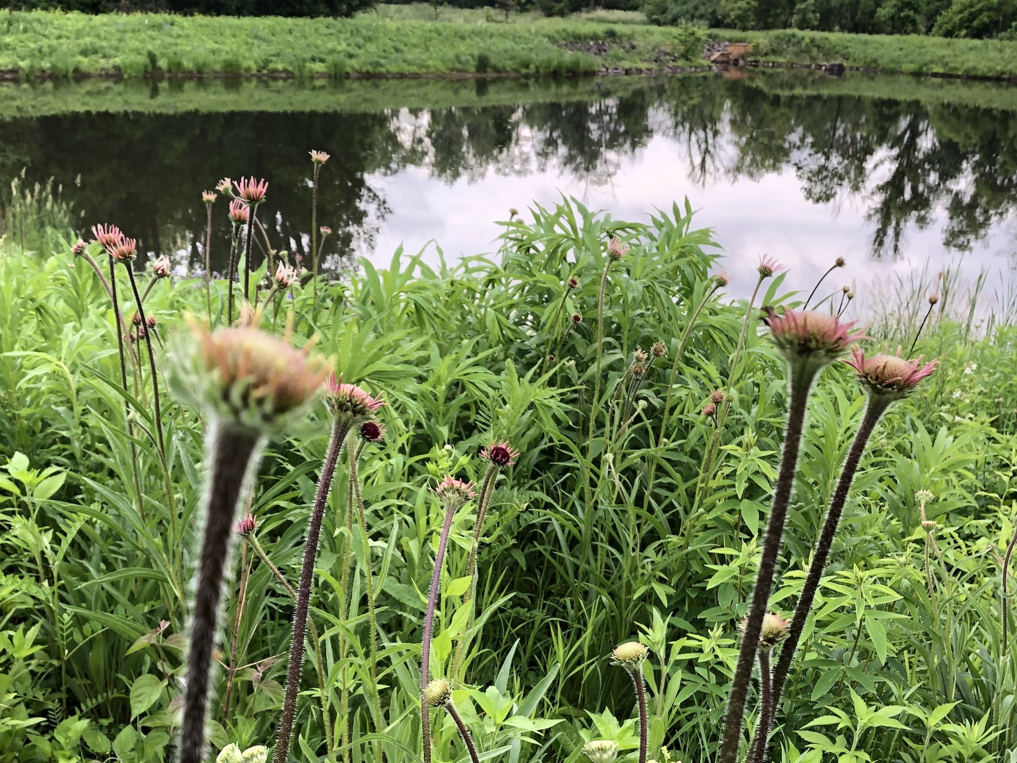 Pale purple coneflower on bank of Retaining Pond on corner of Nakoma Road and Manitou Way on June 12, 2019.