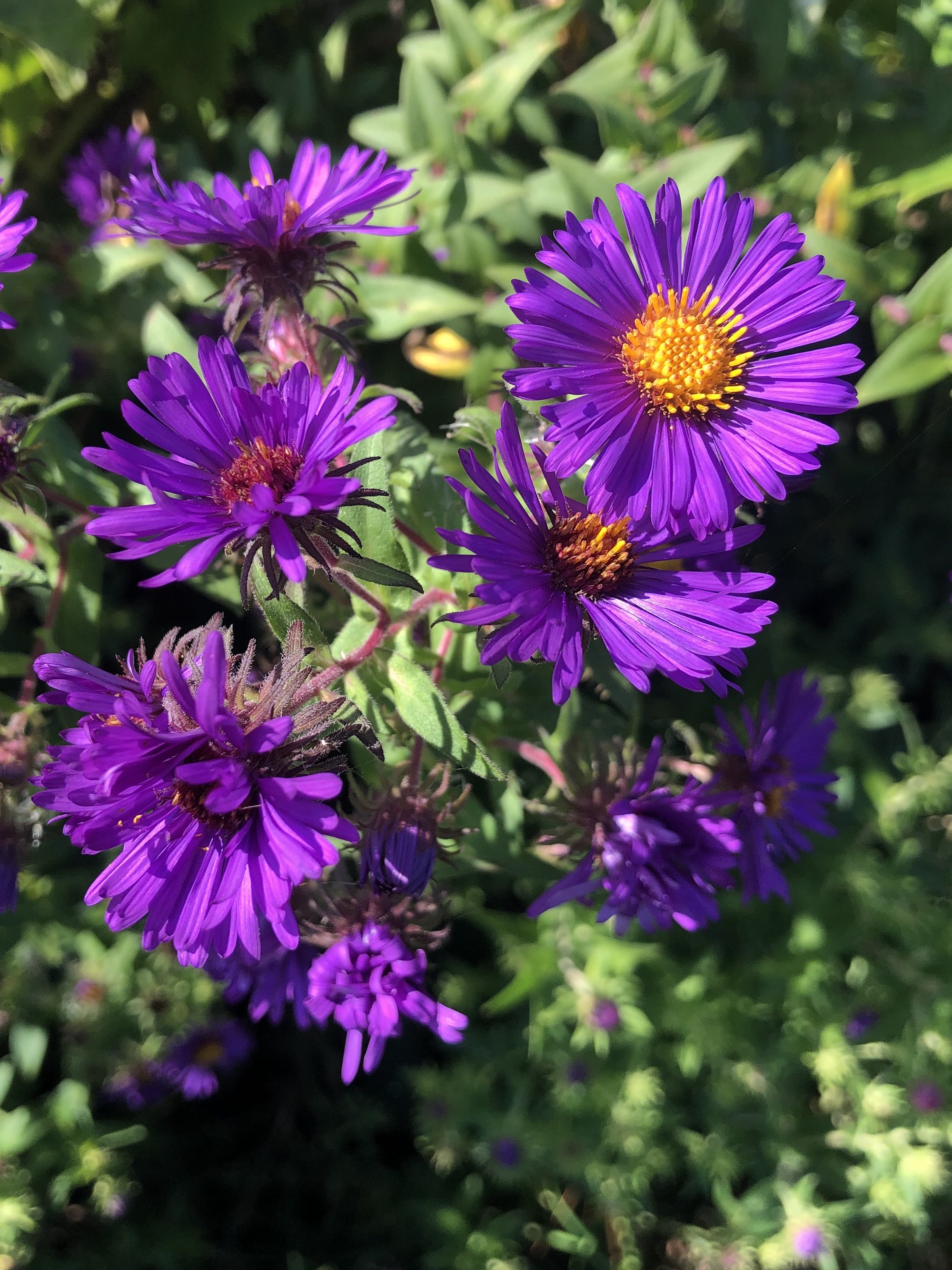 New England Aster on shore of Lake Wingra by Vilas Park in Madison, Wisconsin on September 19, 2022.