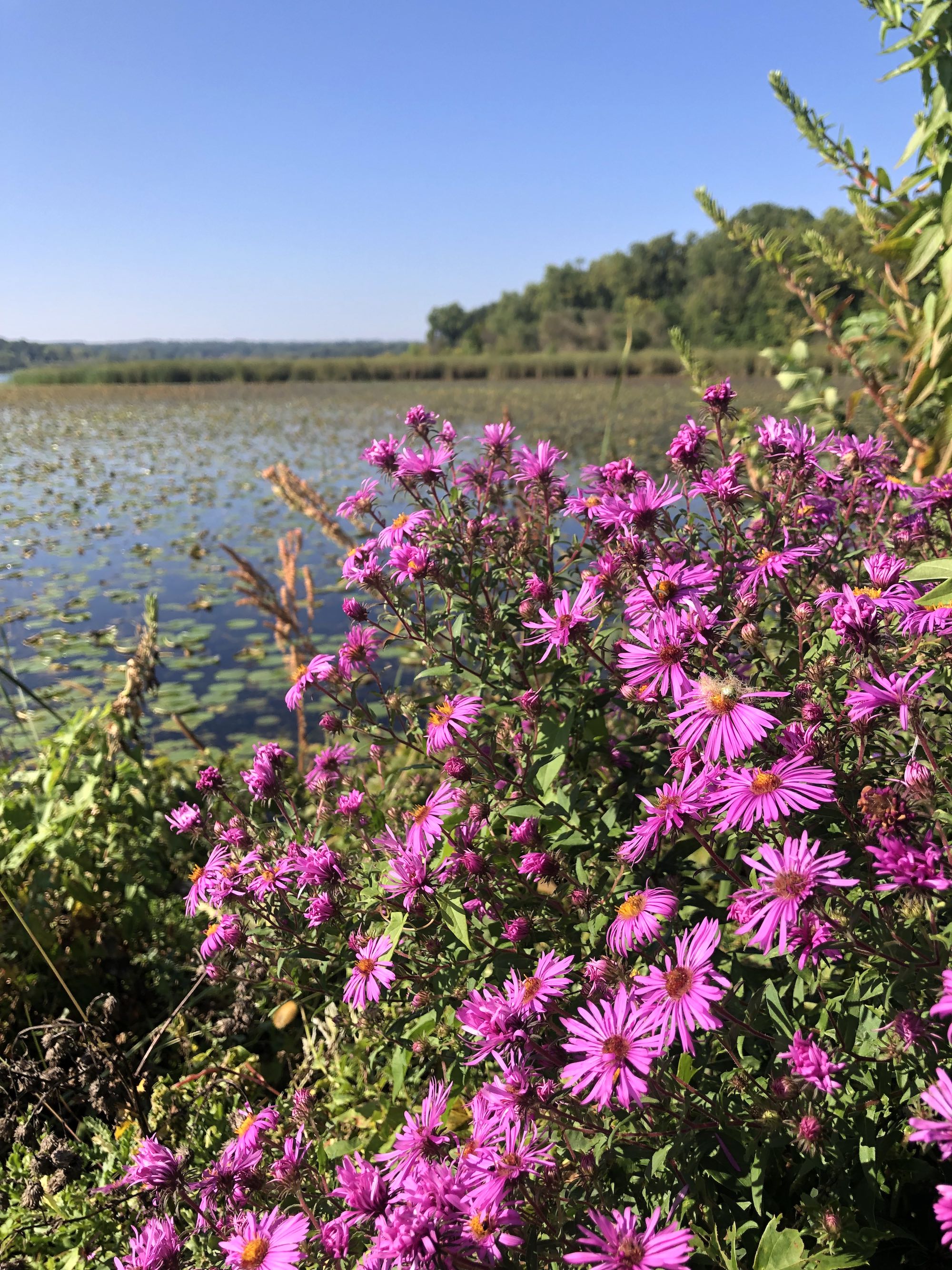 New England Aster on shore of Lake Wingra by Vilas Park in Madison, Wisconsin on September 19, 2022.