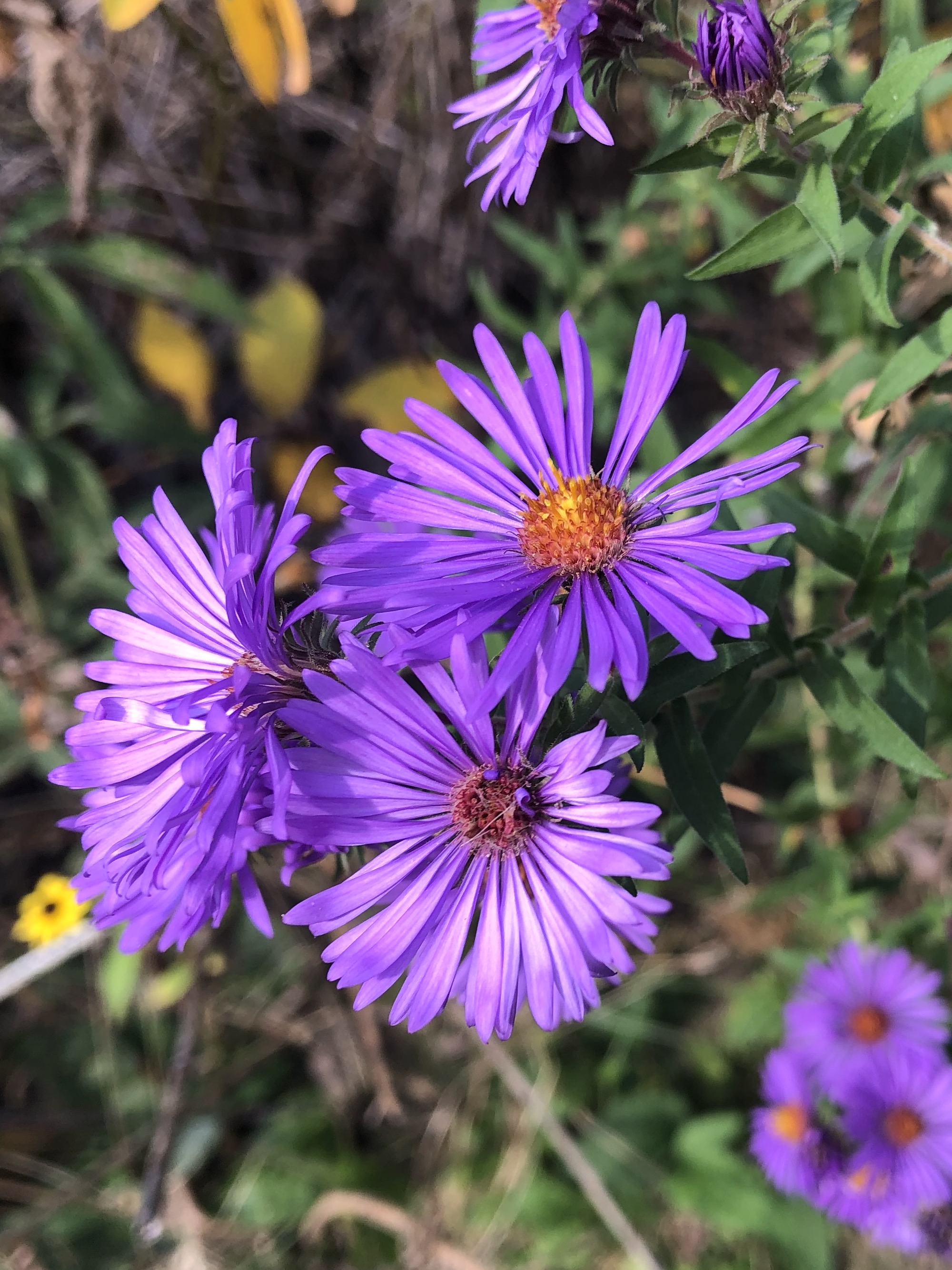 New England Aster on shore of Vilas Park Lagoon in Madison, Wisconsin on October 2, 2021.