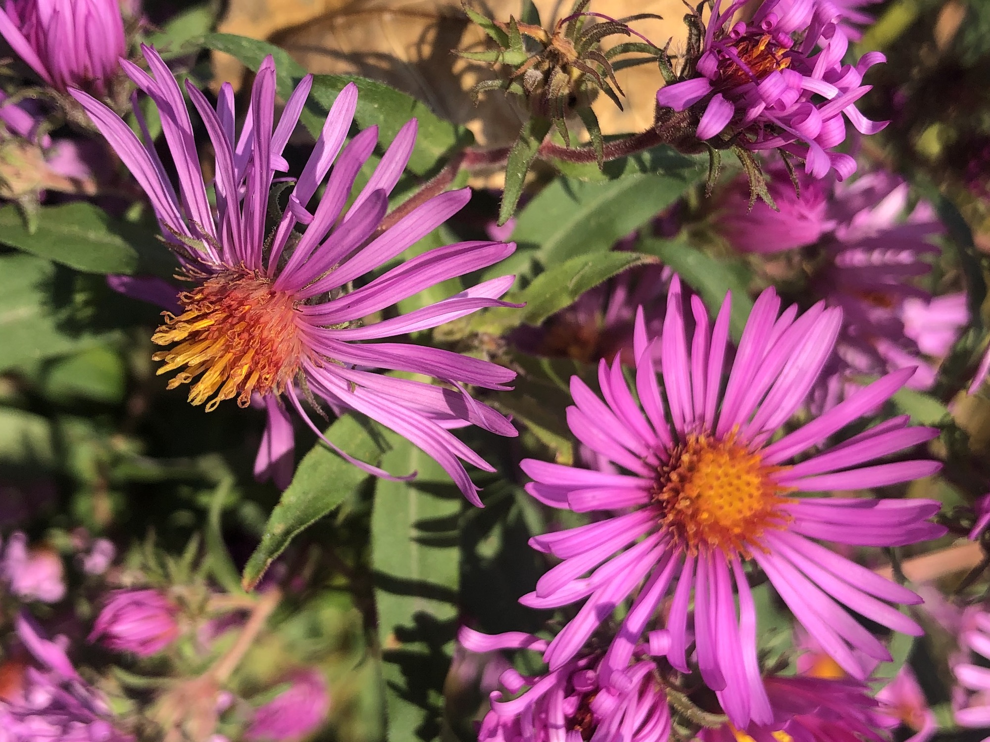 New England Aster on the bike path behind Gregory Street in Madison, Wisconsin on October 23, 2022.