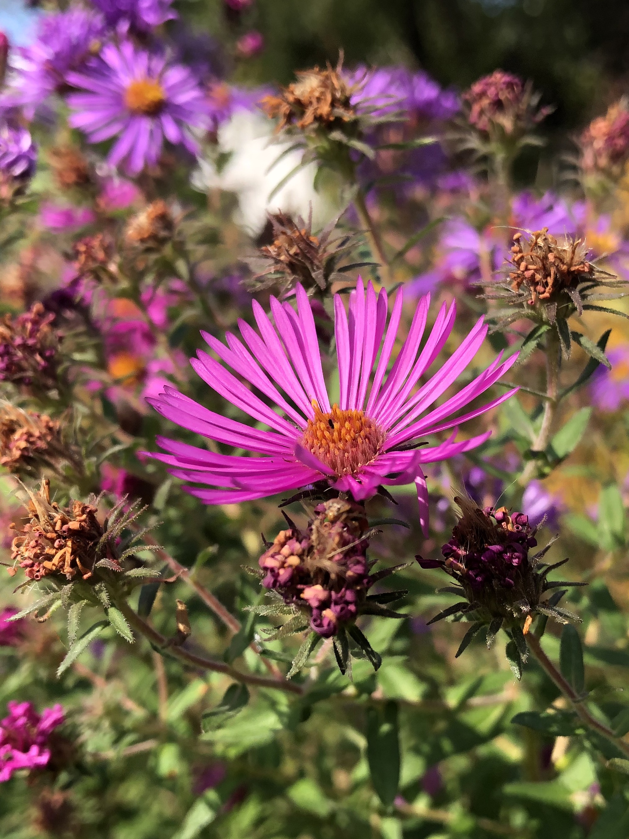 New England Aster on shore of  Vilas Park Lagoon in Madison, Wisconsin on October 2, 2021.