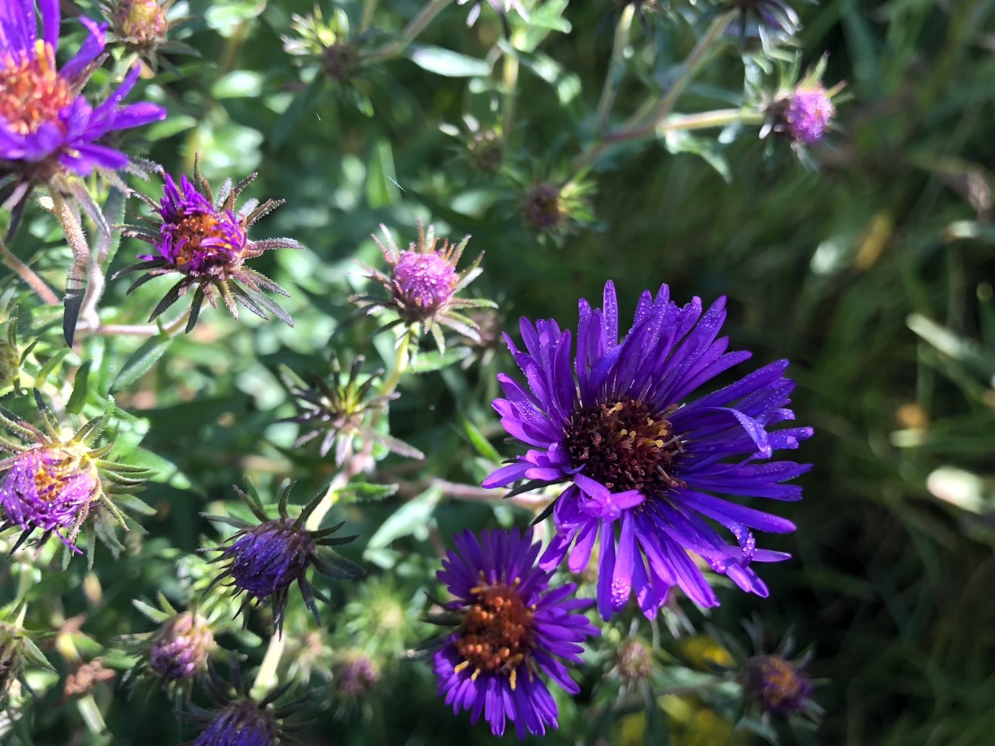 New England Aster in Oak Savanna in Madison, Wisconsin on September 14, 2019.
