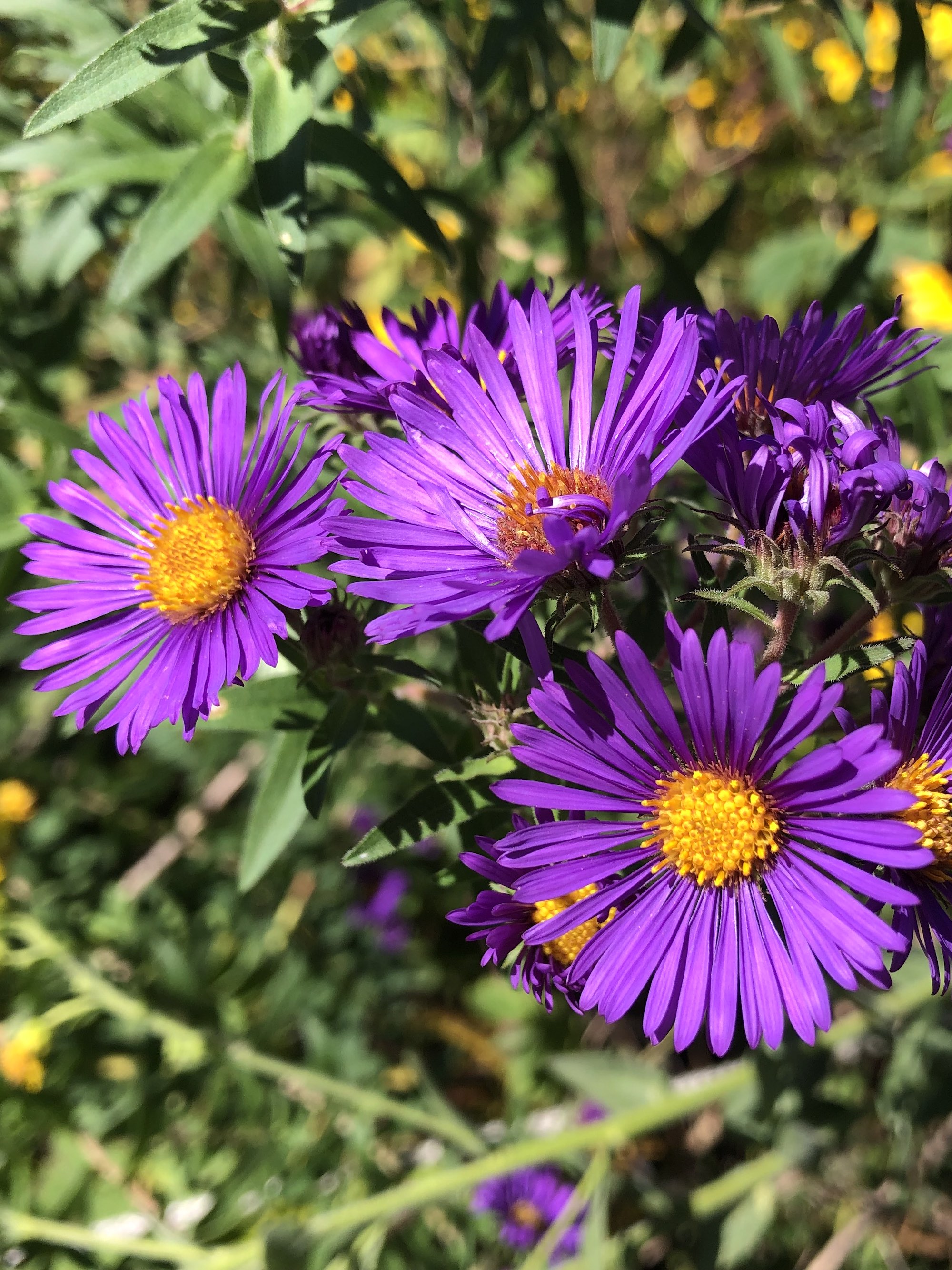 New England Aster on shore of Vilas Park Lagoon in Madison, Wisconsin on September 28, 2022.